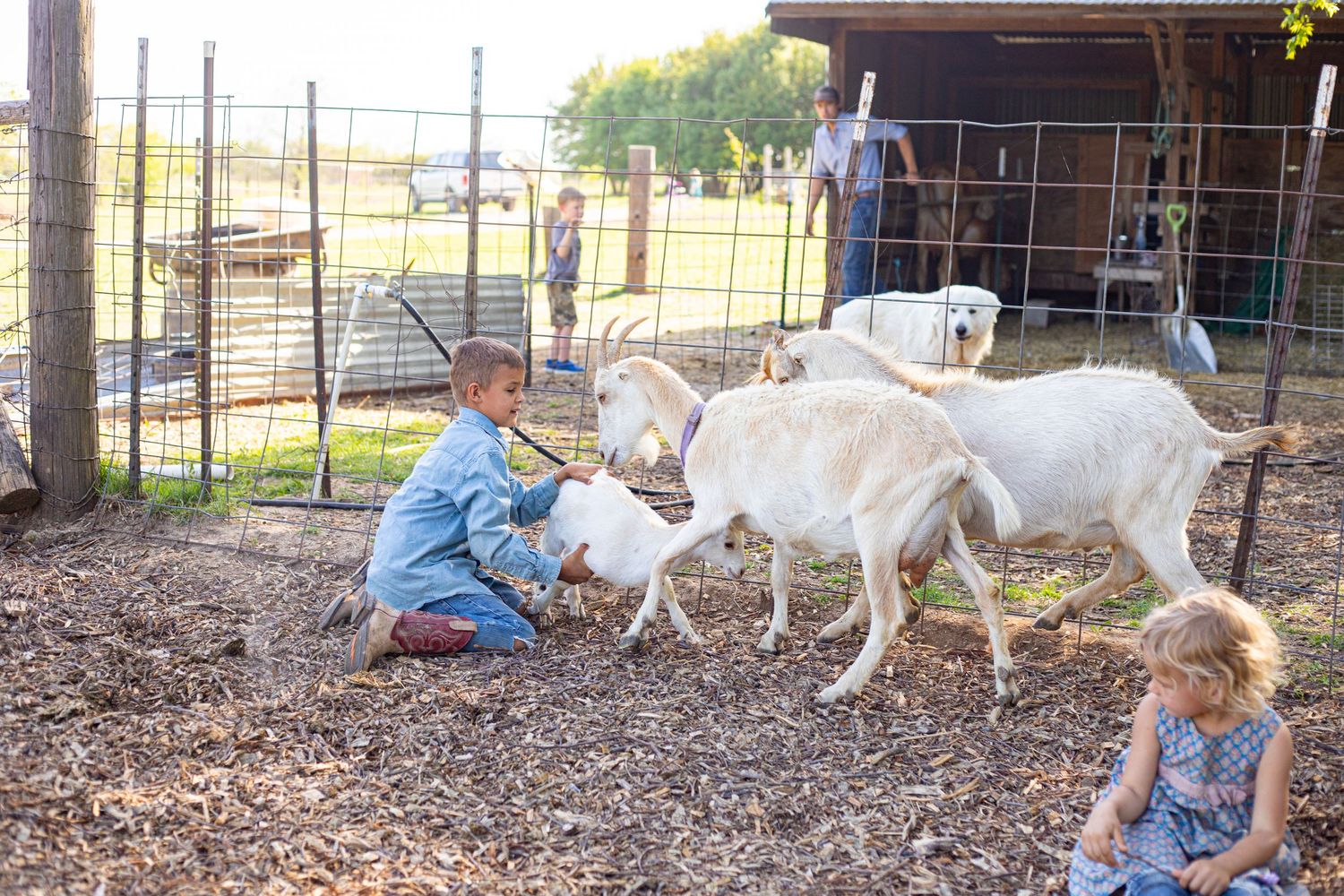 Children interacting with white goats in a fenced farm enclosure.