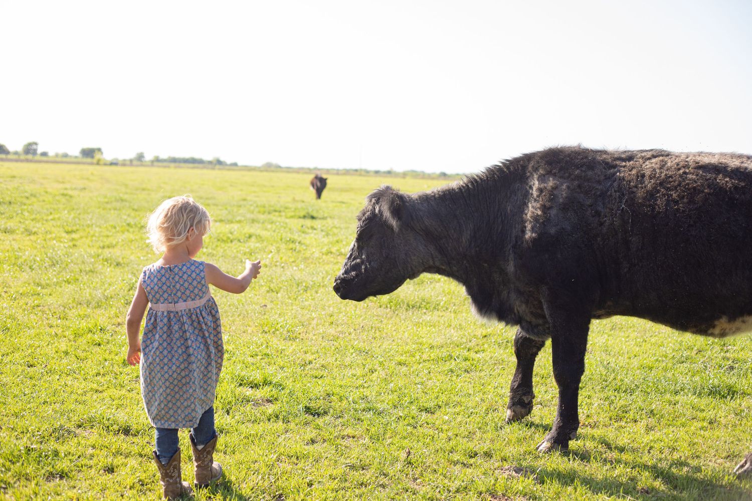 Children in a sunny field interacting with a large black cow on a farm.