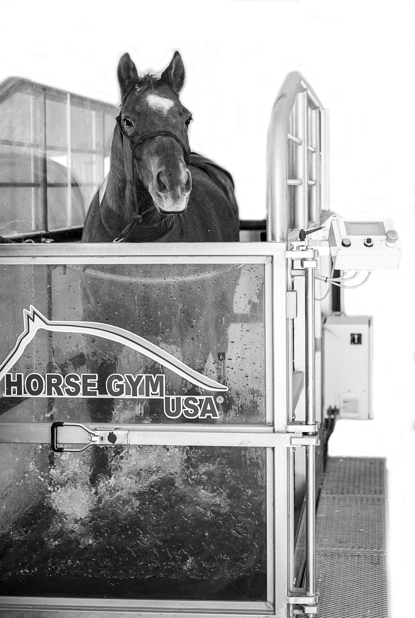 A horse in the ESM Swim Gym in Wichita, Kansas