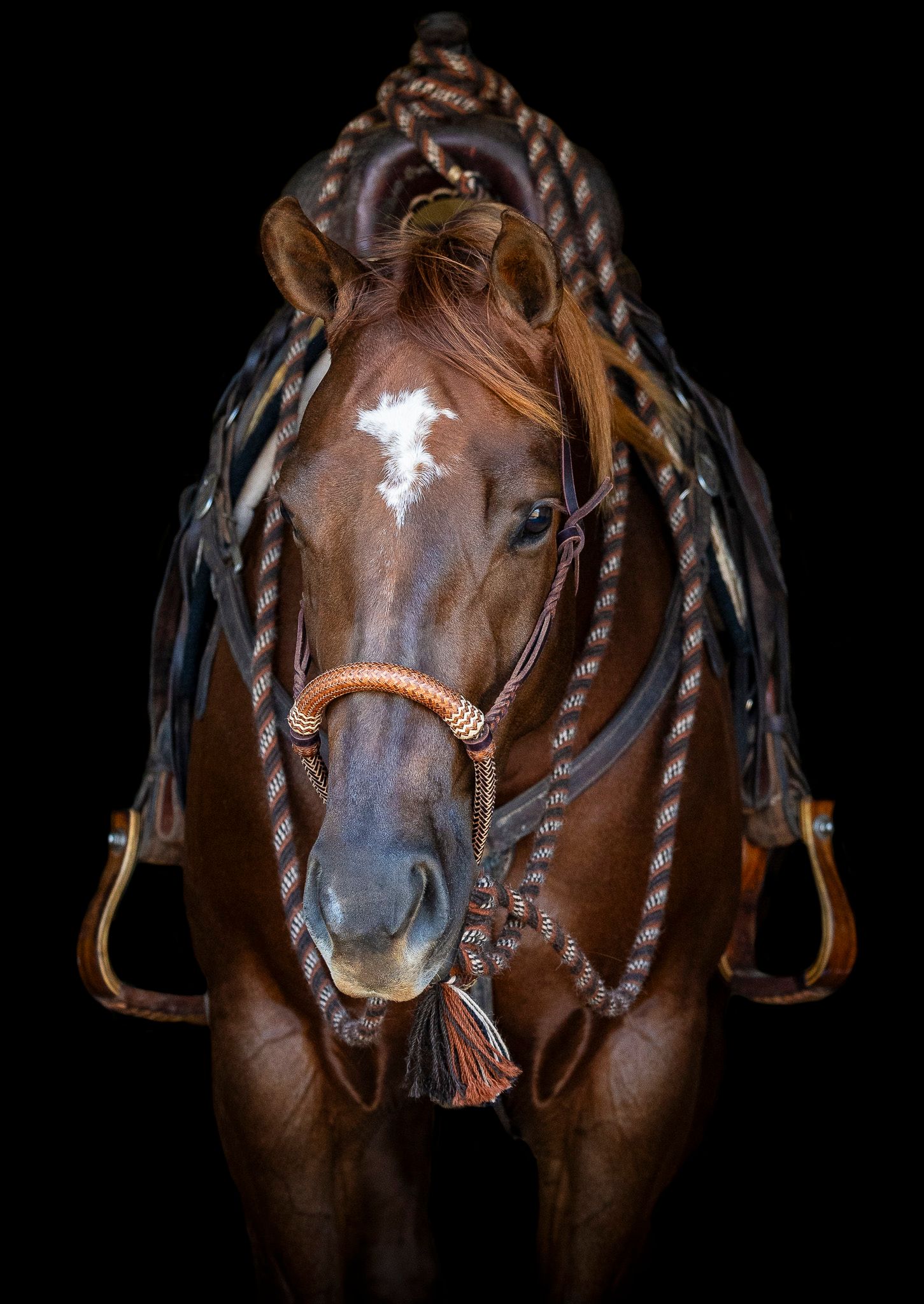 A stunning sorrel horse looking straight on for a black background equine portrait.