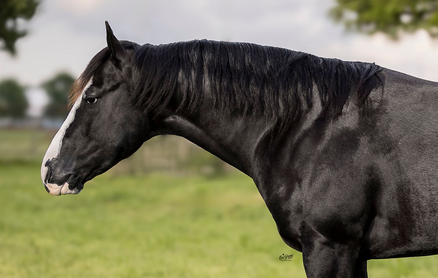 Side profile of a sleek black horse with a white blaze marking on its face standing against a green pasture background. Tekilo Time AQHA Sta