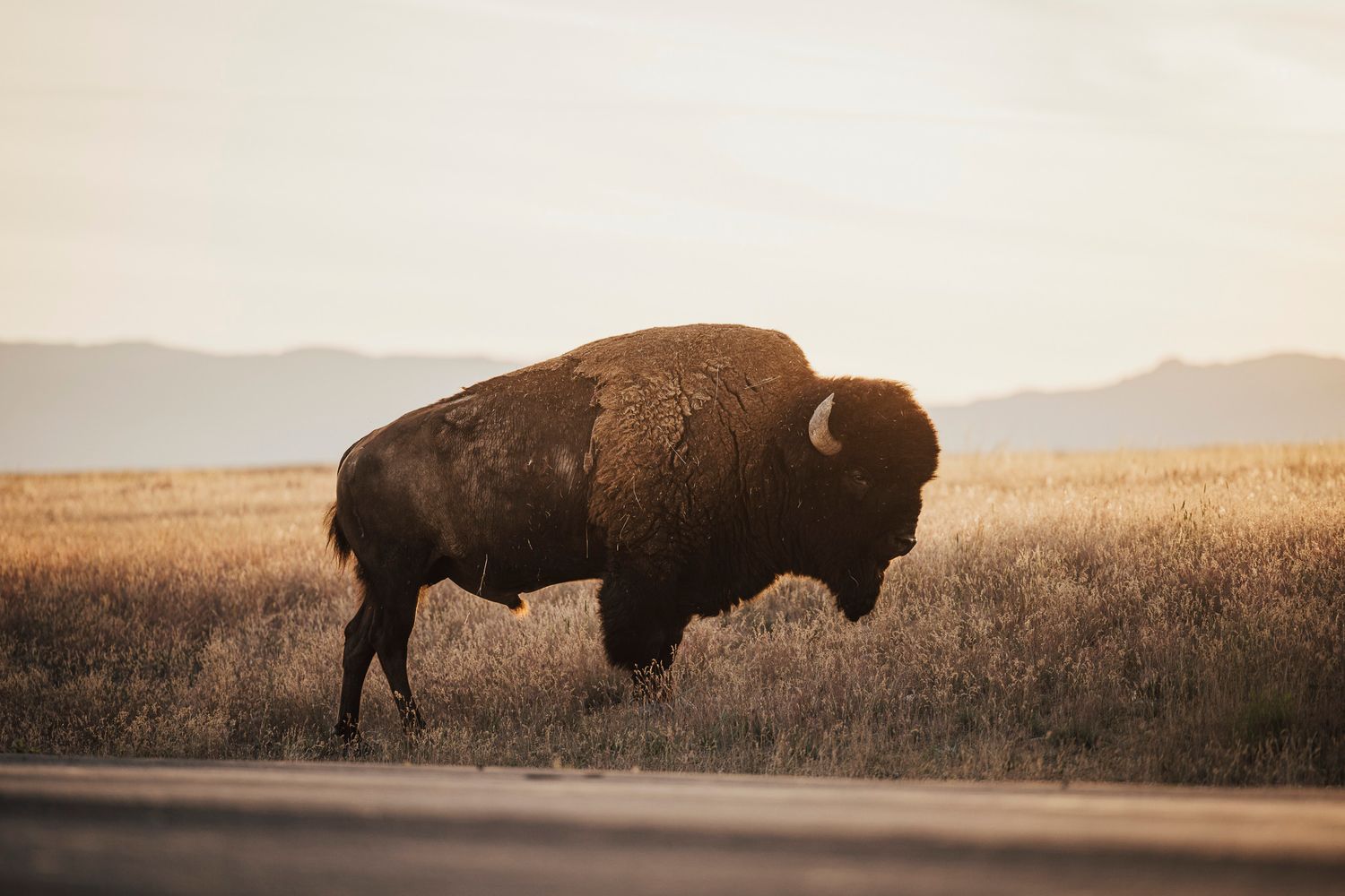 A massive bison stands silhouetted against a golden prairie landscape at sunset with mountains in the distance on Antelope Island.