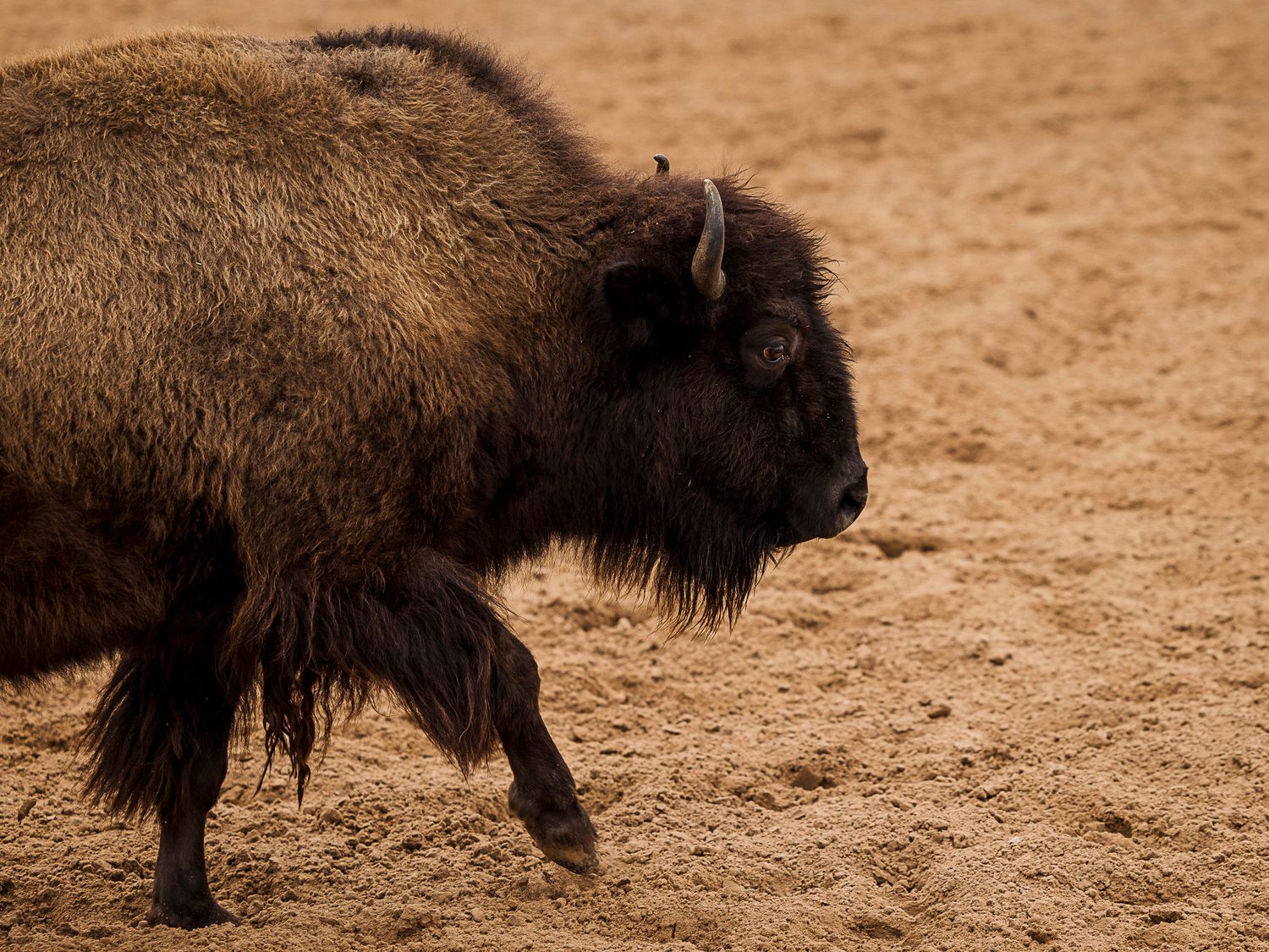 A profile view of an American bison with dark brown fur standing on dusty ground.