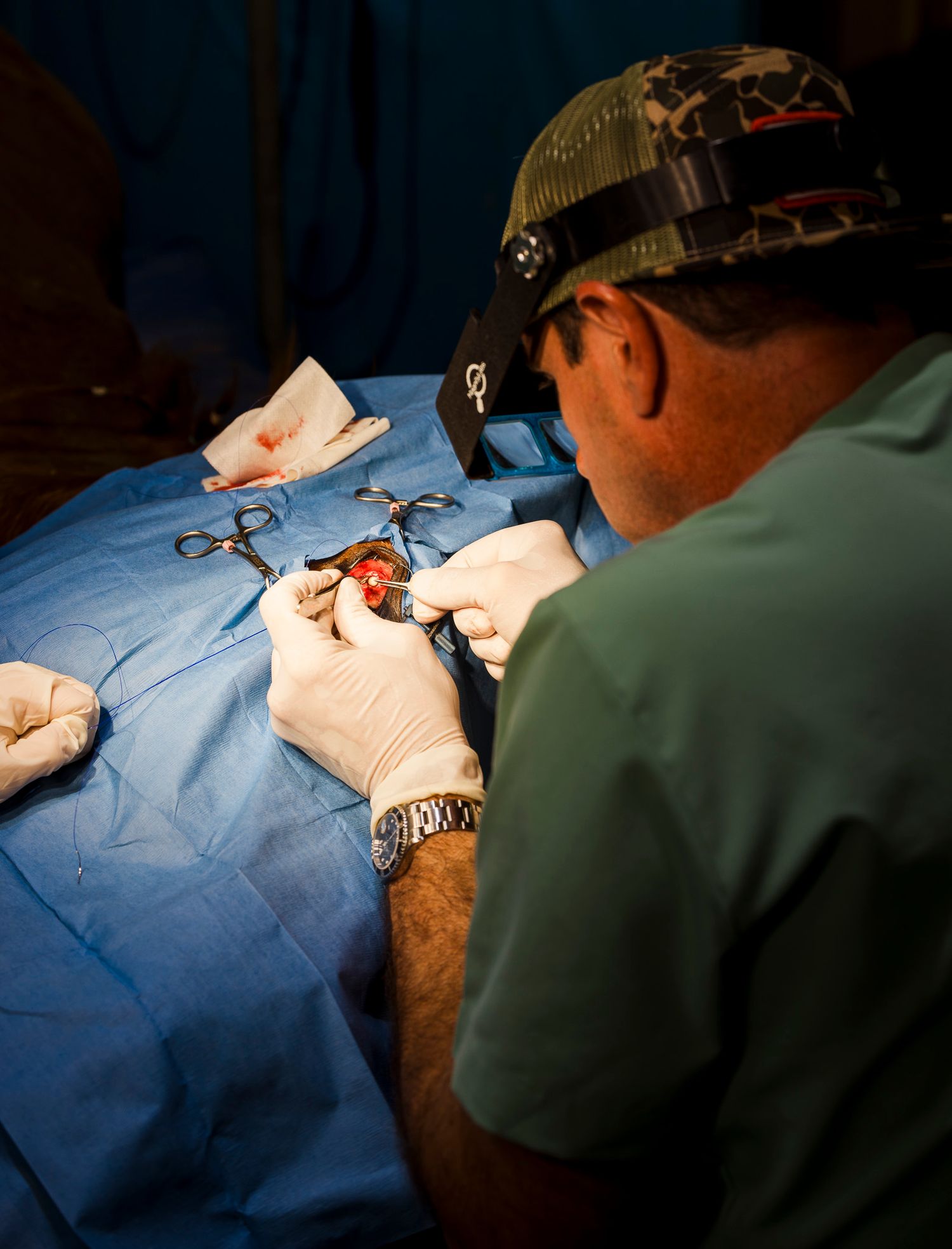 Veterinary Professional performing surgery on a horses eye under focused lighting in an operating room.