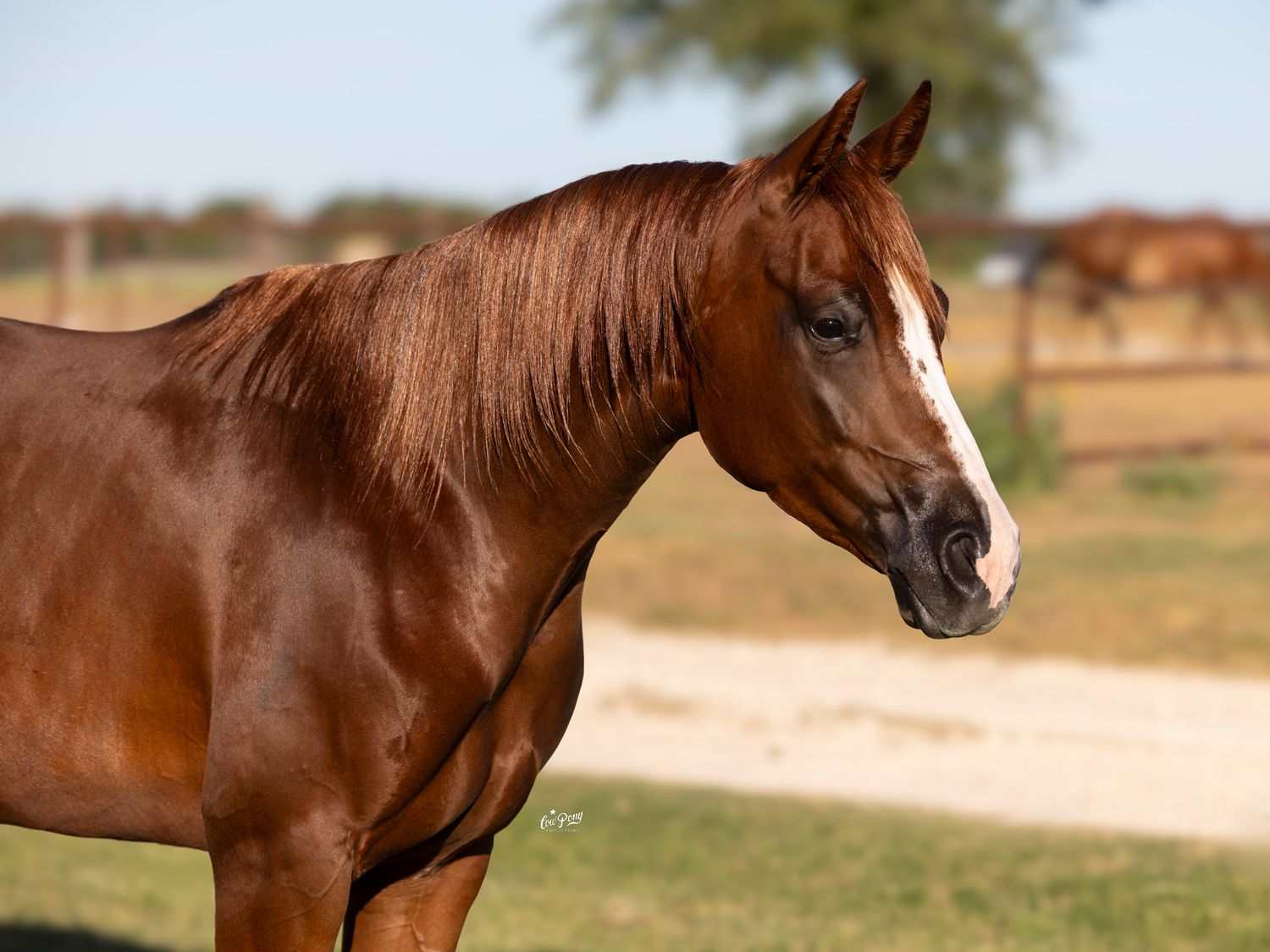 Chestnut horse with glossy coat standing in profile view against blurred rural background in sunlight.