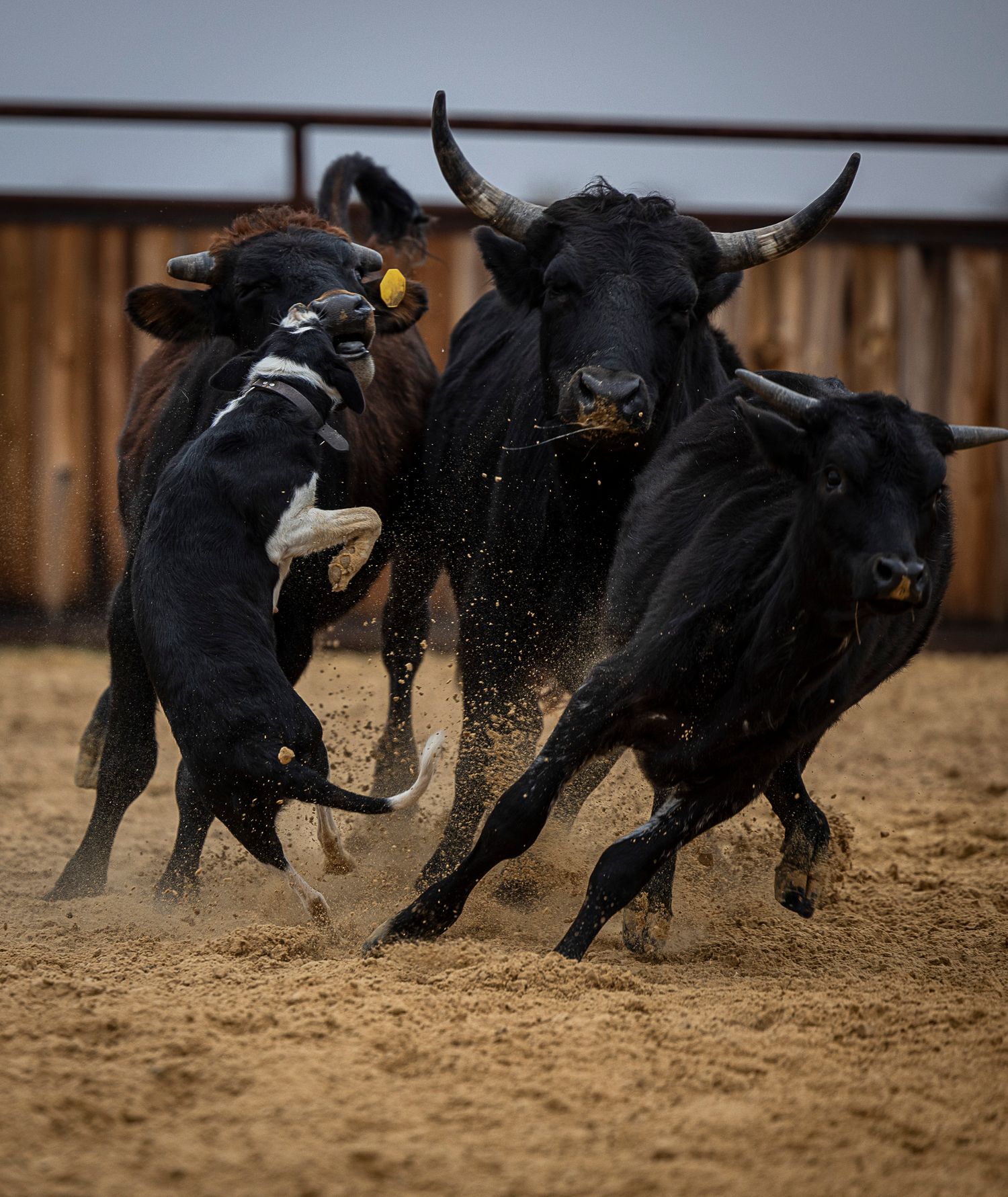 Three black cattle clash and kick up dust as a border collie herds them in an arena at Y4 Ranch