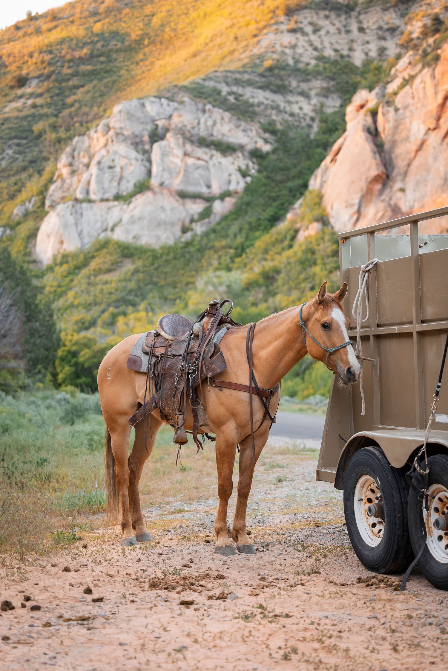 A saddled red dun horse stands next to a horse trailer in a mountainous landscape with dramatic rock formations.