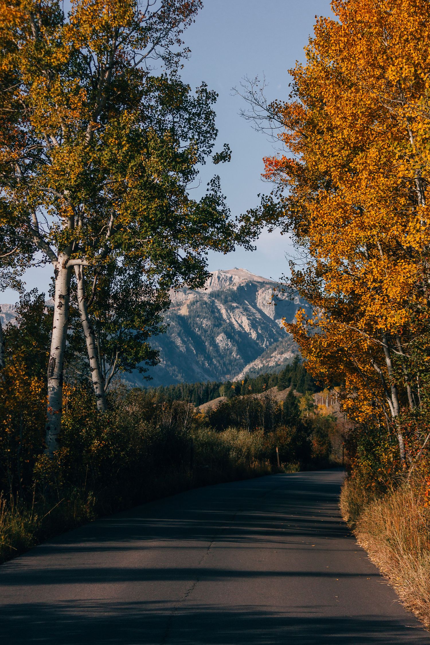 View framed by golden autumn trees and distant rocky peaks in golden morning light on Moose Wilson road in Grand Teton National Park