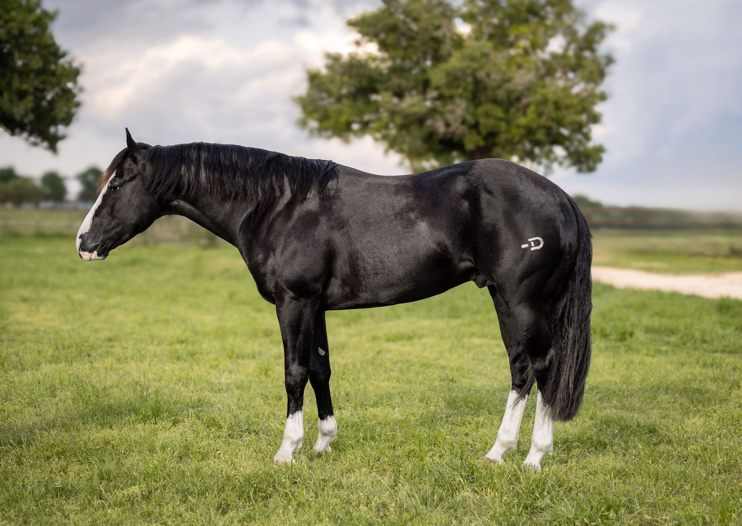 A black horse with white socks stands in profile on green grass with trees in the background. Tekilo Time Stallion