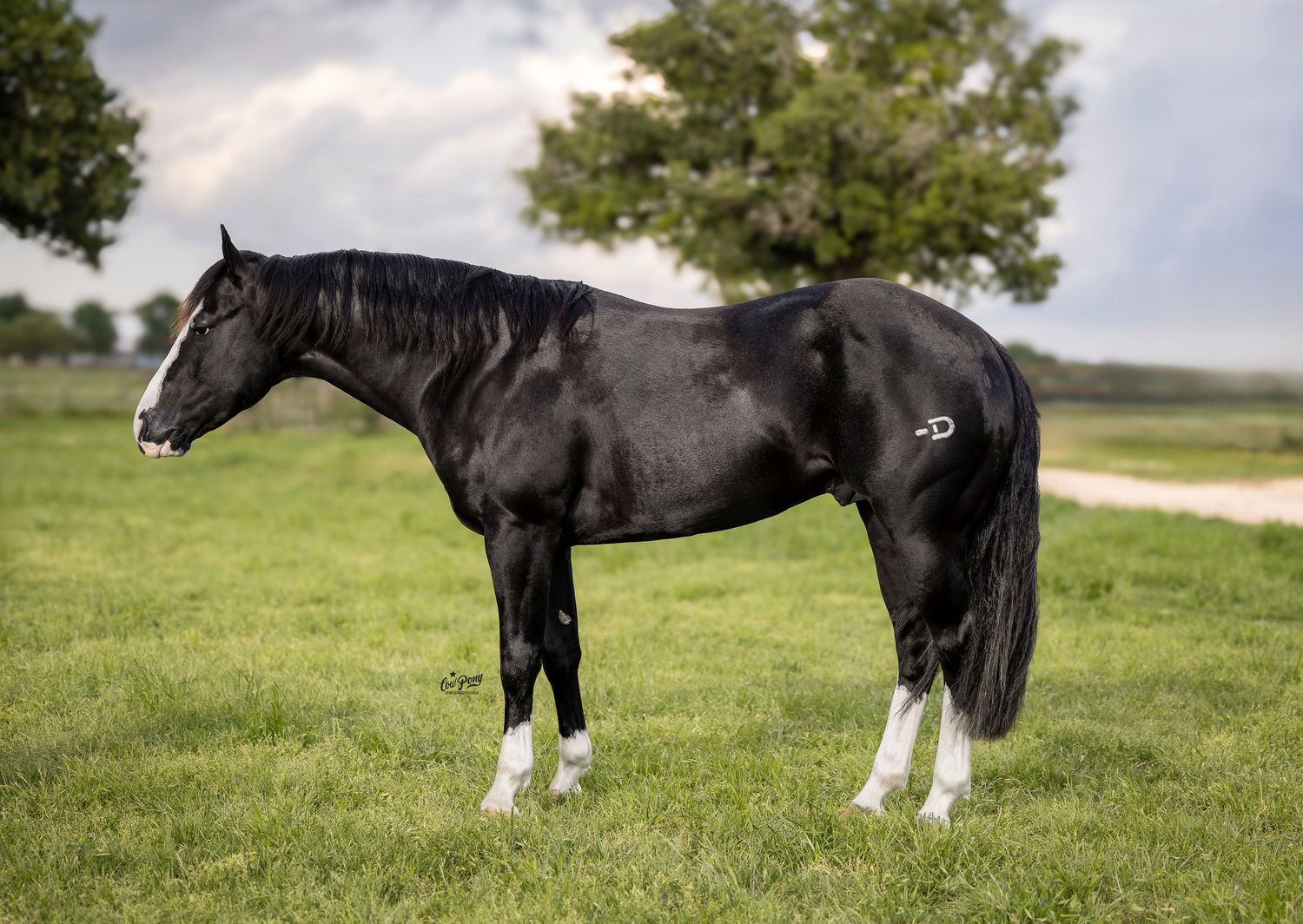 A sleek black horse with white socks stands in profile on lush green grass against a cloudy sky background. Tekilo Time AQHA Stallion