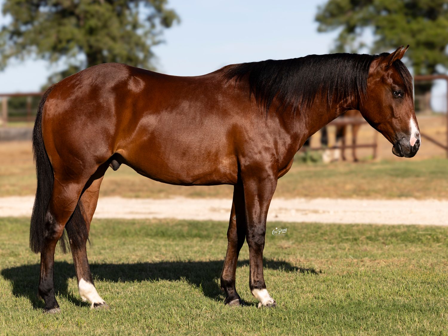 SHR Cutter Cat posed for Sale Portraits in Stephenville, Texas
