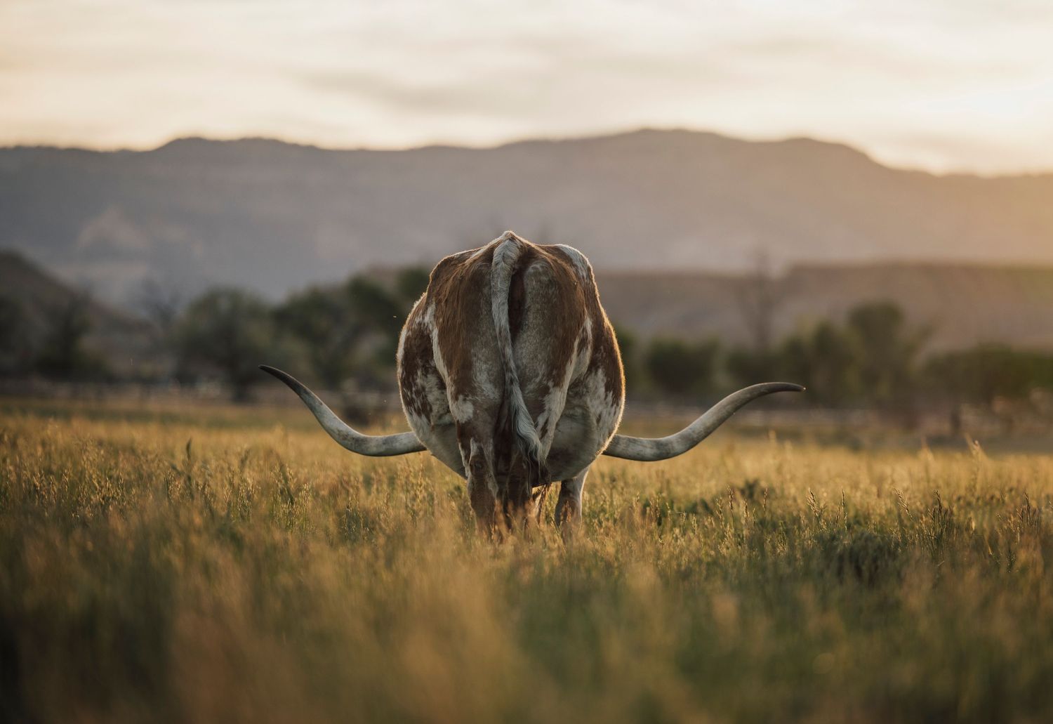 A Texas longhorn cow grazes in a golden field at sunset with Utah mountains in the background.