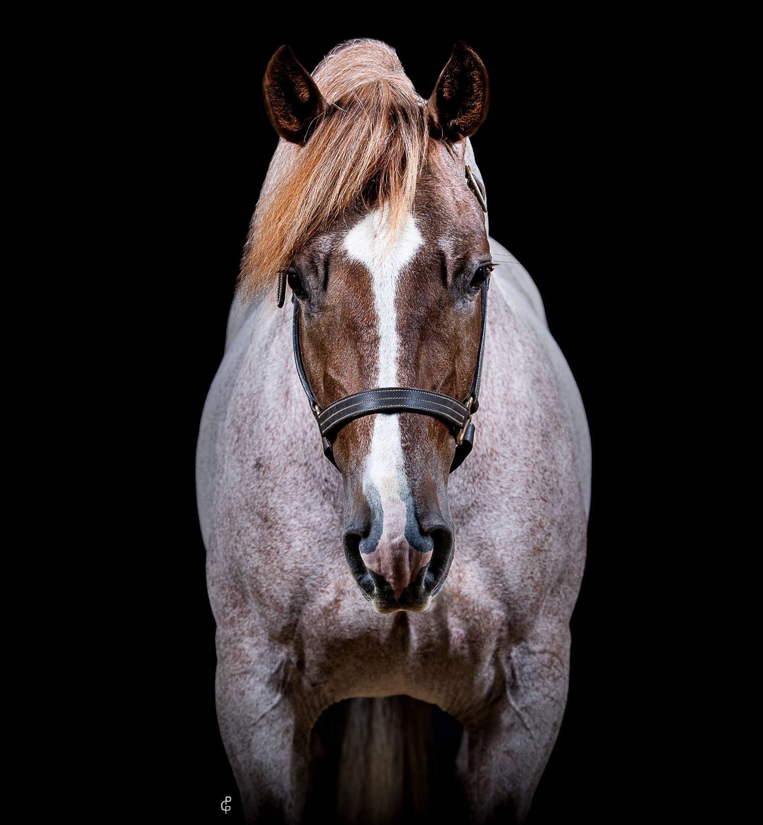 A red roan horse with a white blaze stands against a black background wearing a dark leather halter for stallion portraits