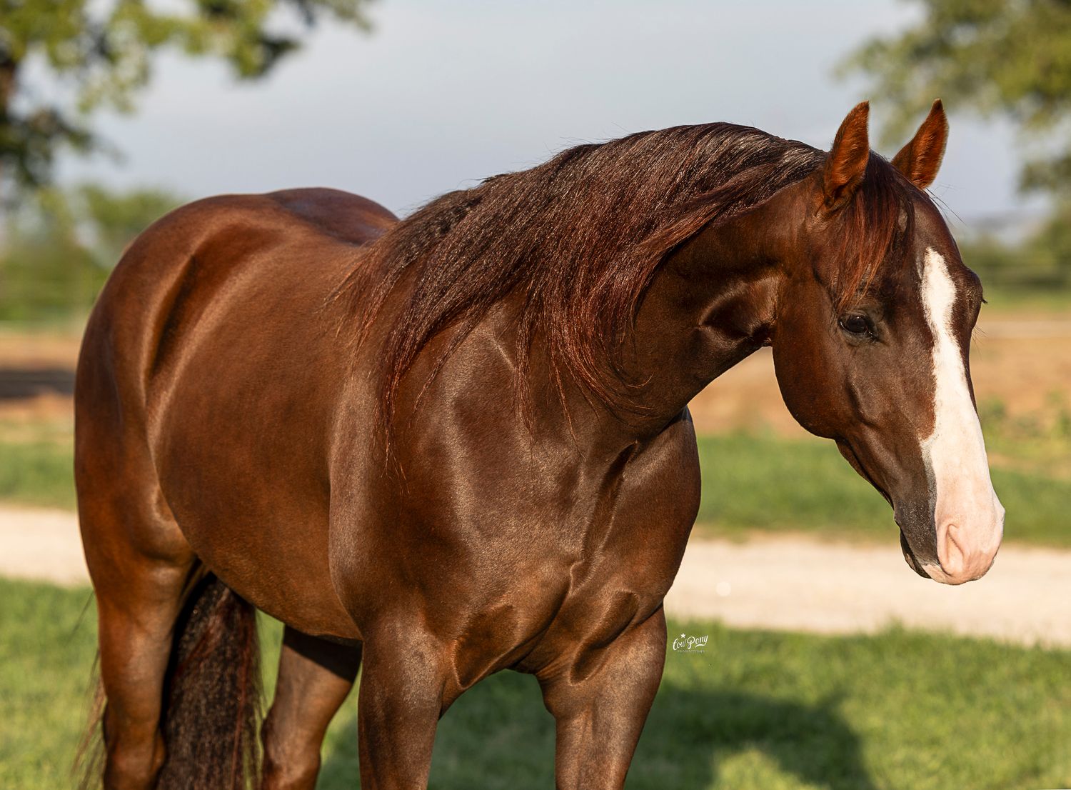 AQHA horse Dont Be a Smartypants posing for equine sale portraits