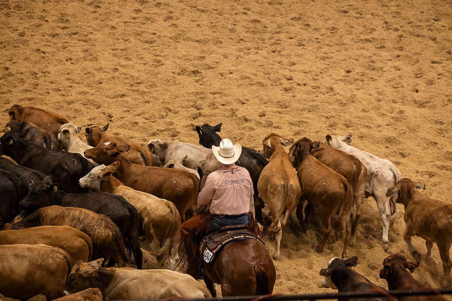 Settling the herd in the Will Rogers Coliseum