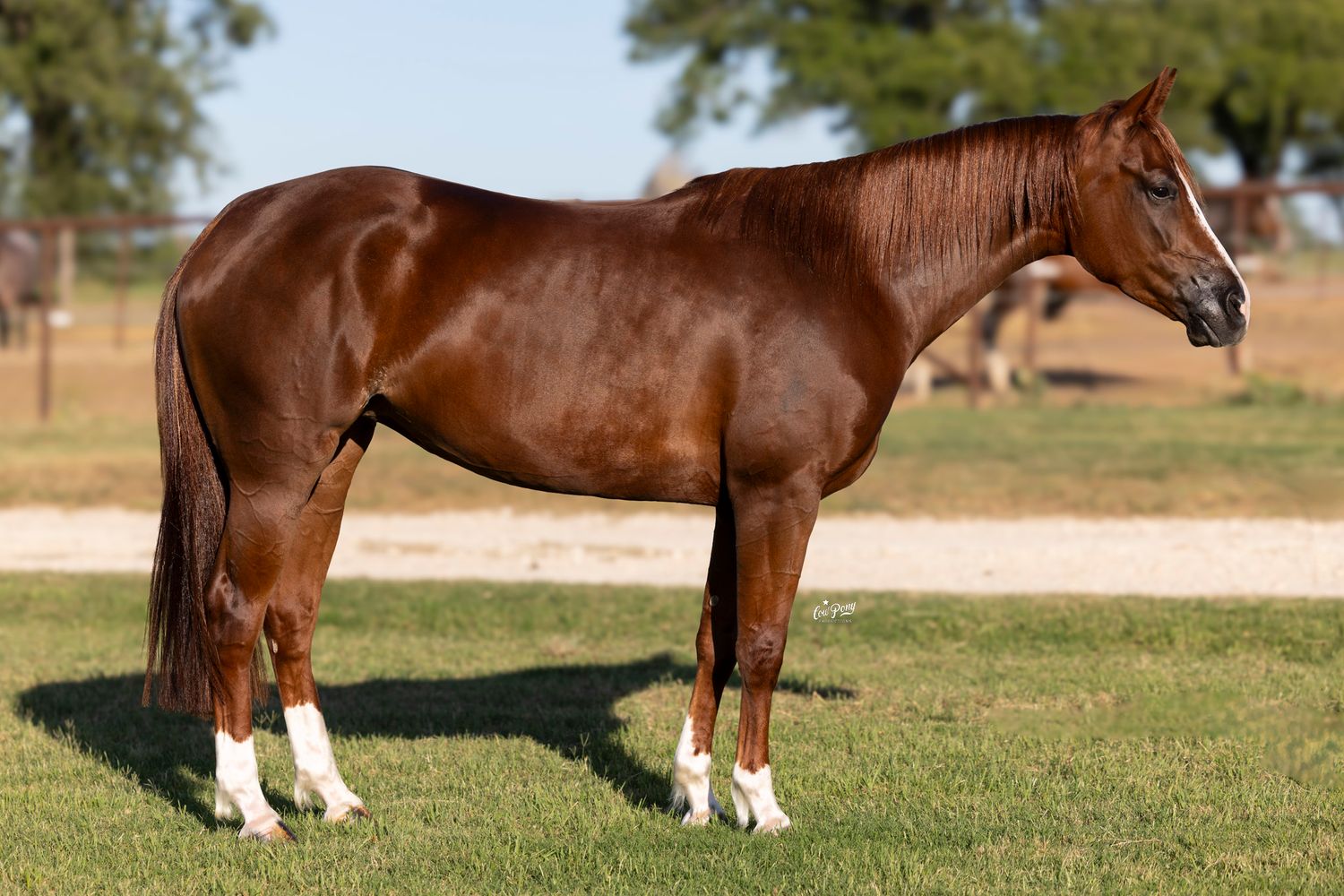 Equine Sale Portrait of a young sorrel performance horse