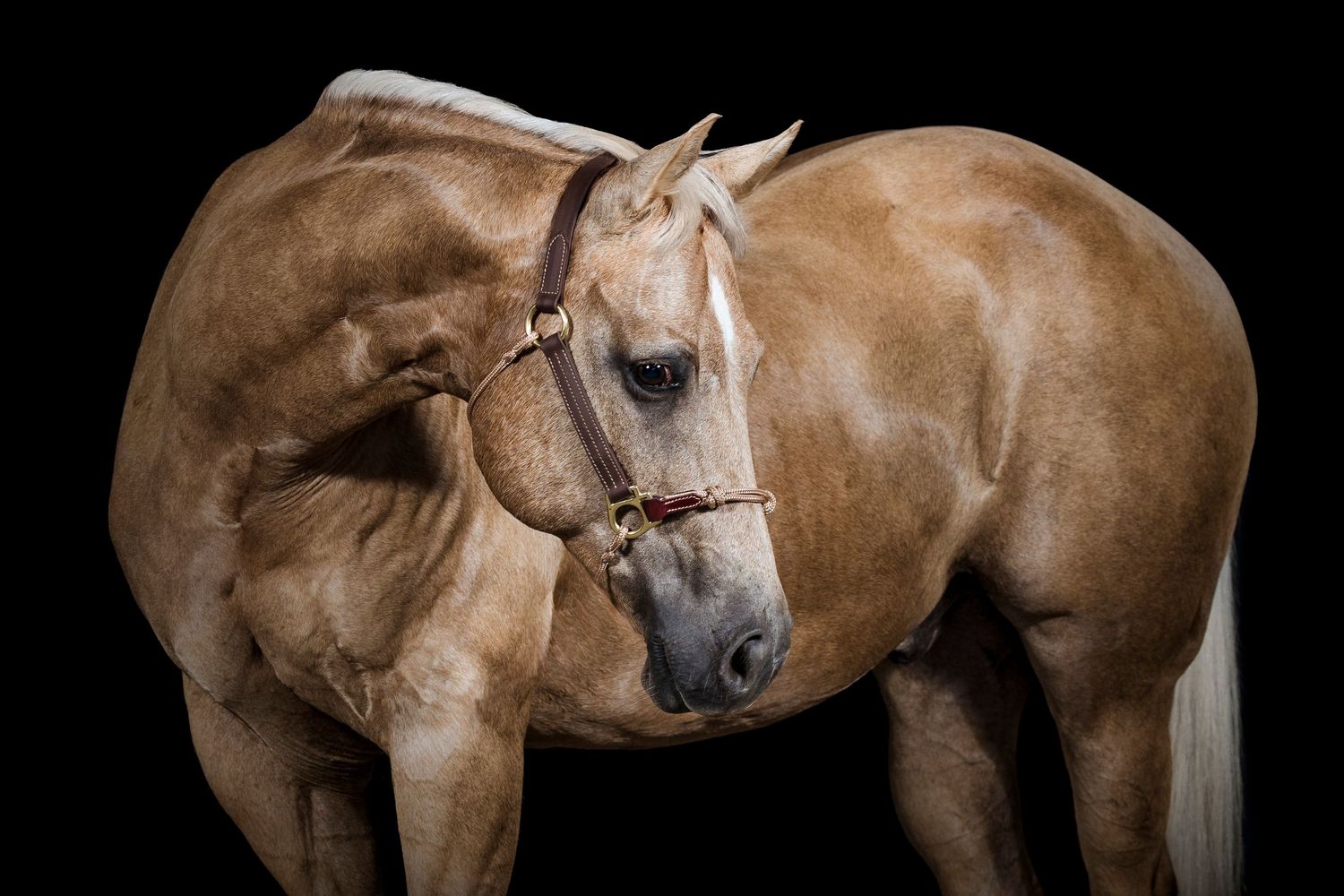 Black Background Portrait of a palomino gelding posing in a leather halter