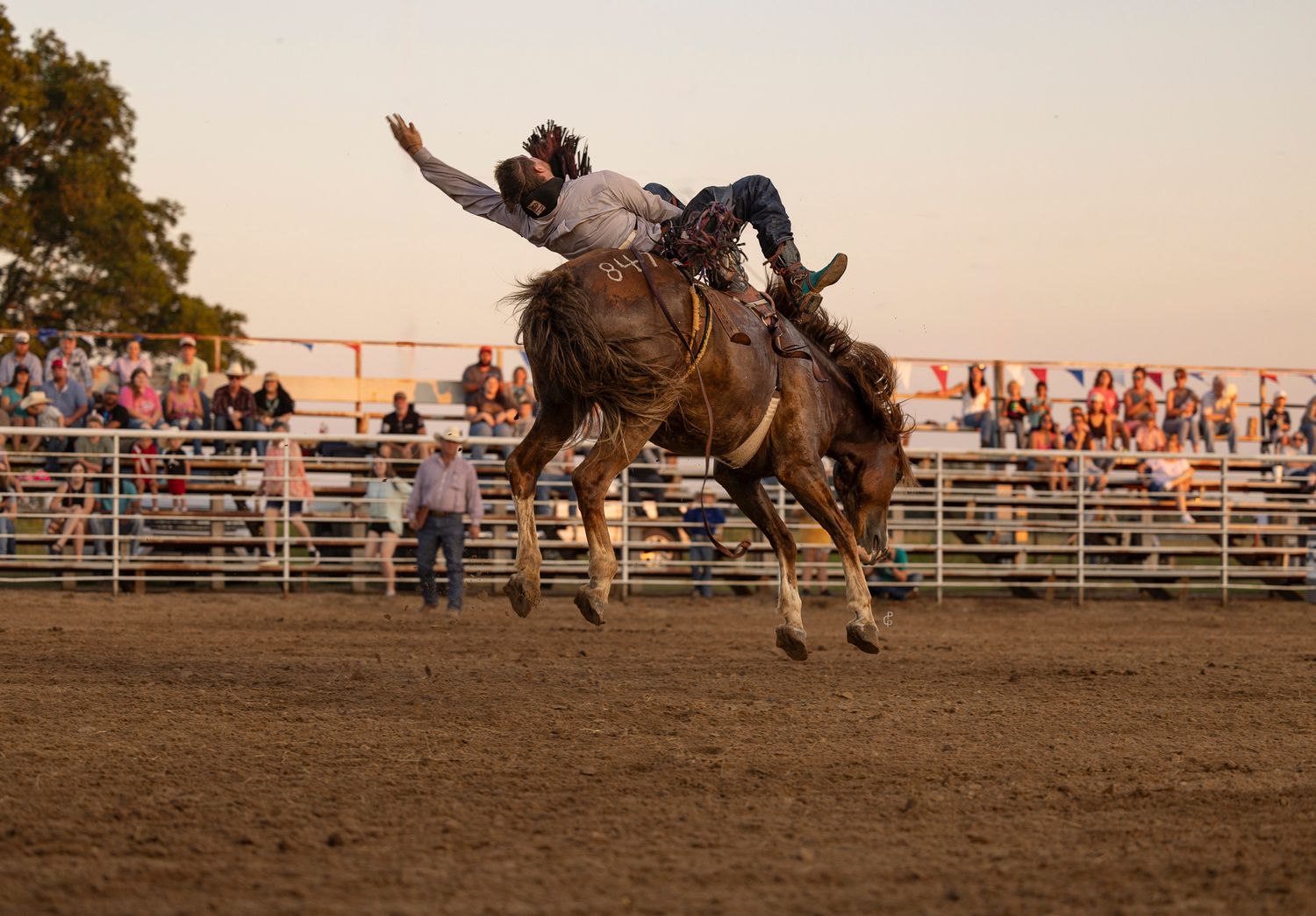 Bareback Bronc rider competes in Thornton Texas rodeo competition on bucking horse at sunset with crowd watching from bleachers.