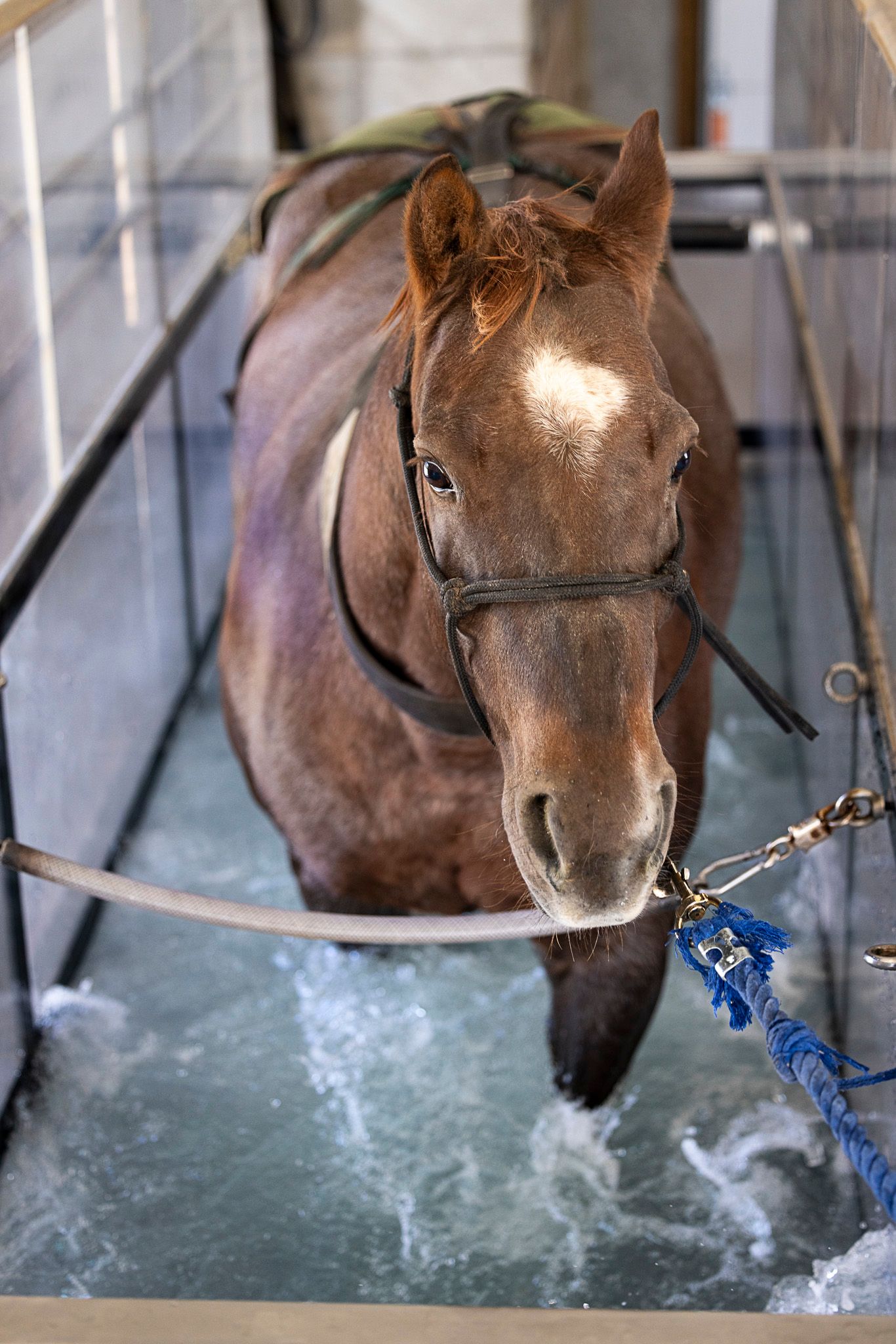 view from above of a horse in an aqua treadmill
