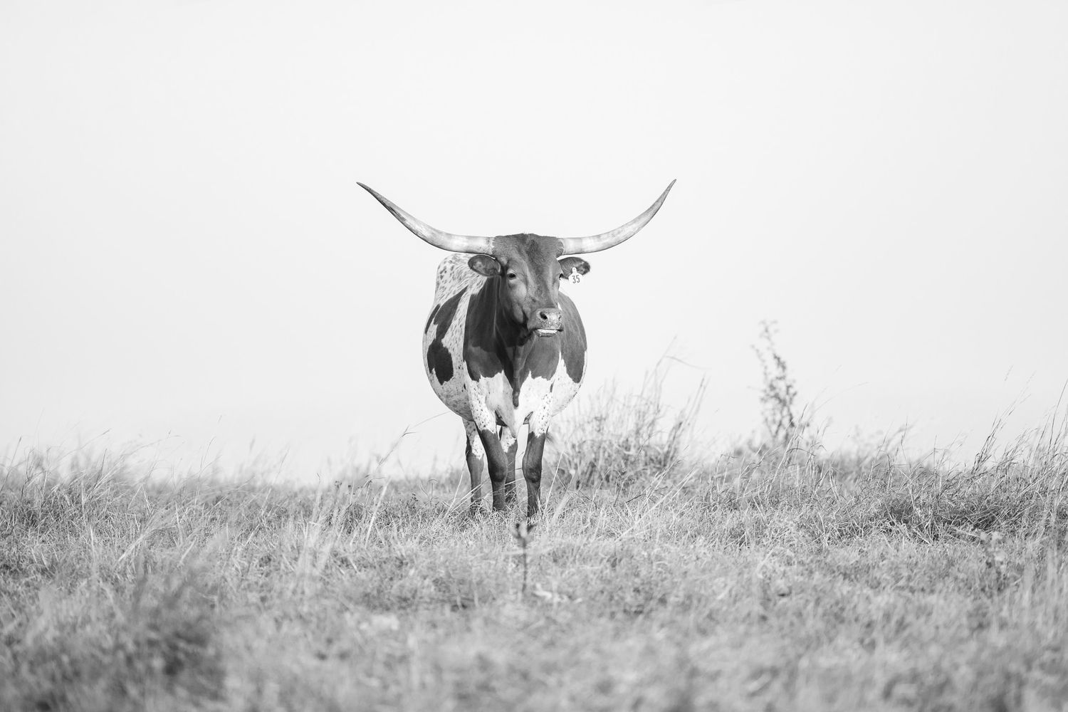 dramatic black and white photo of a Texas longhorn