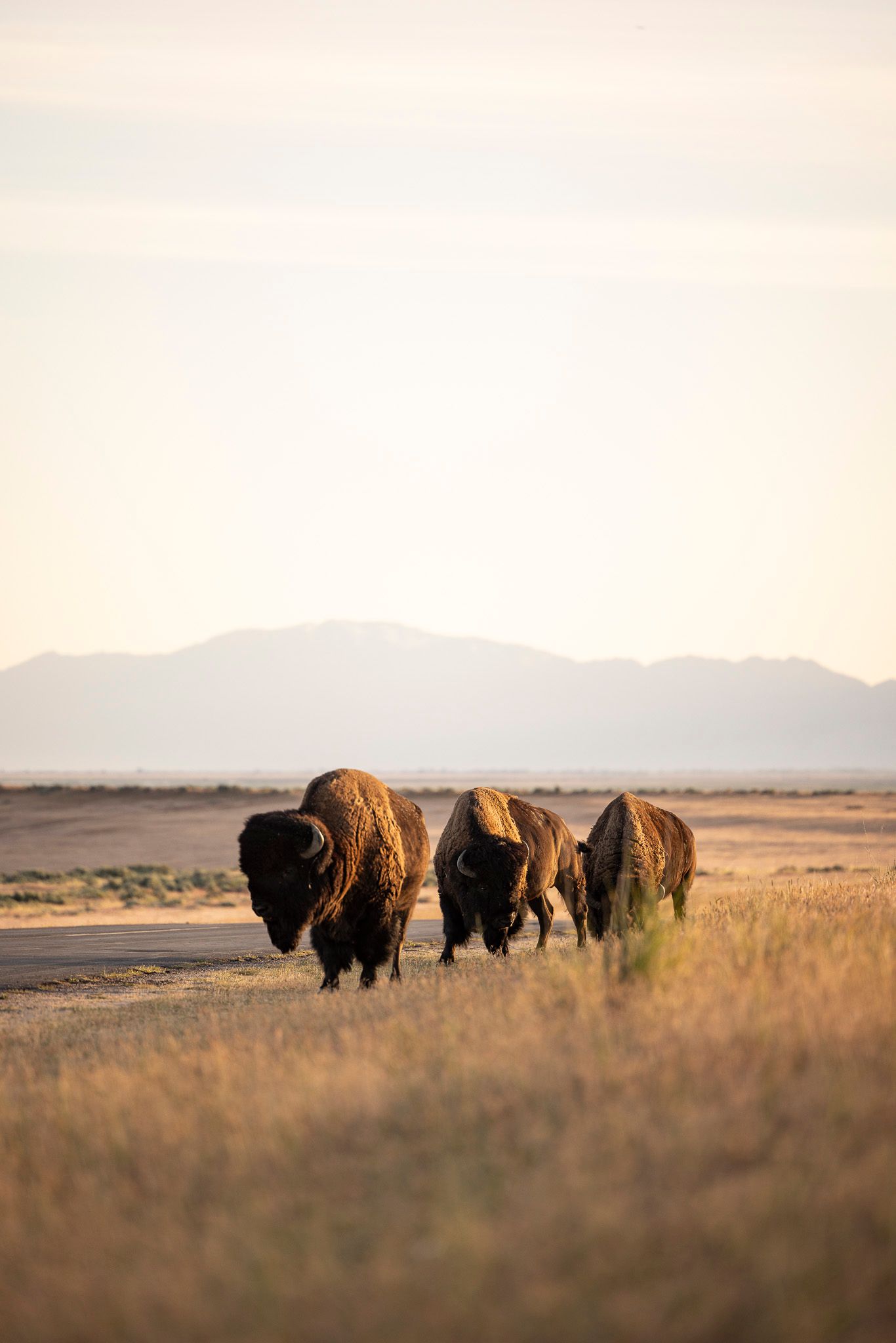 Three American bison walk along a dusty path at sunrise with mountains visible in the background. Antelope Island buffalo