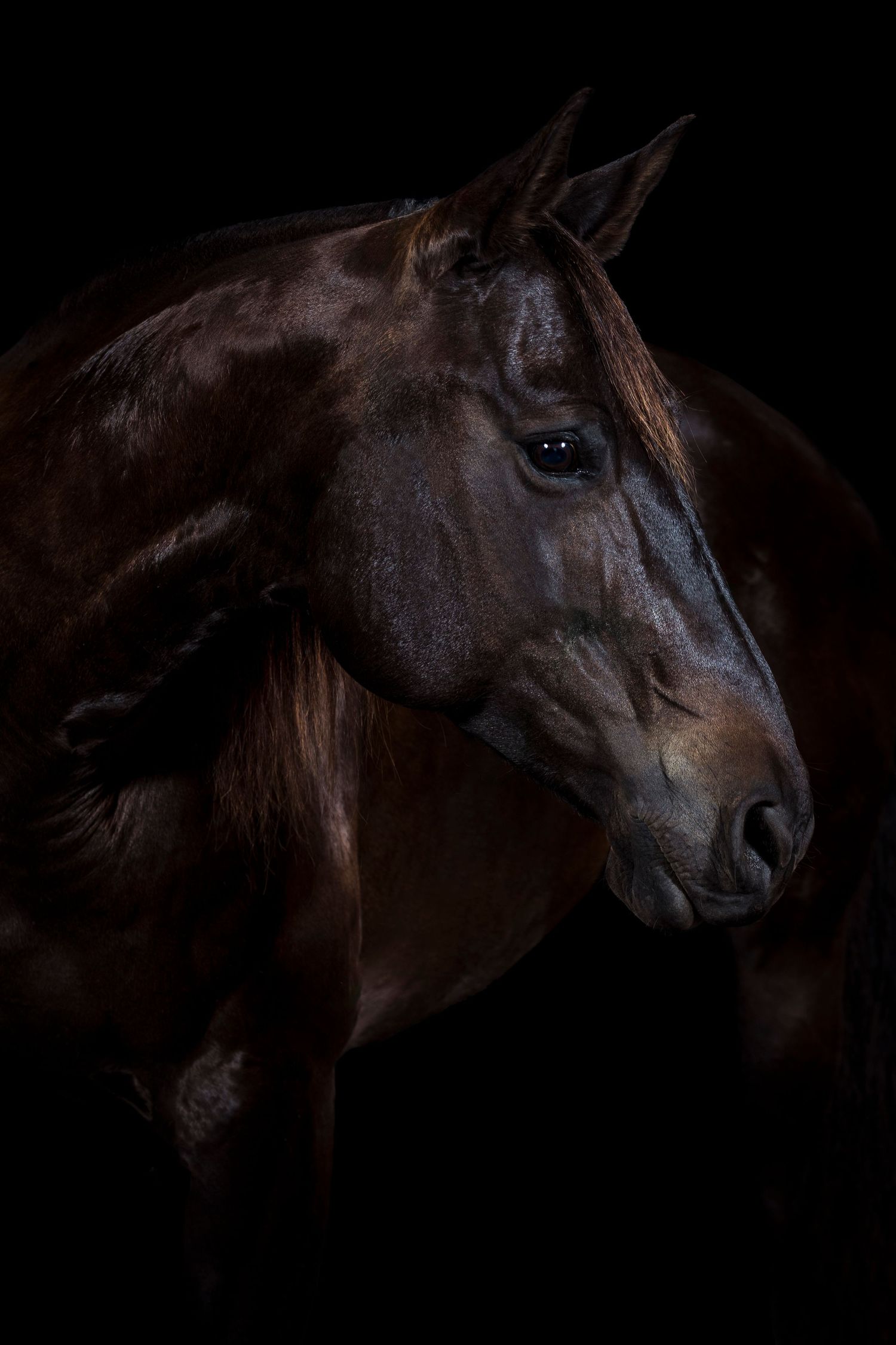 dark portrait of a mare