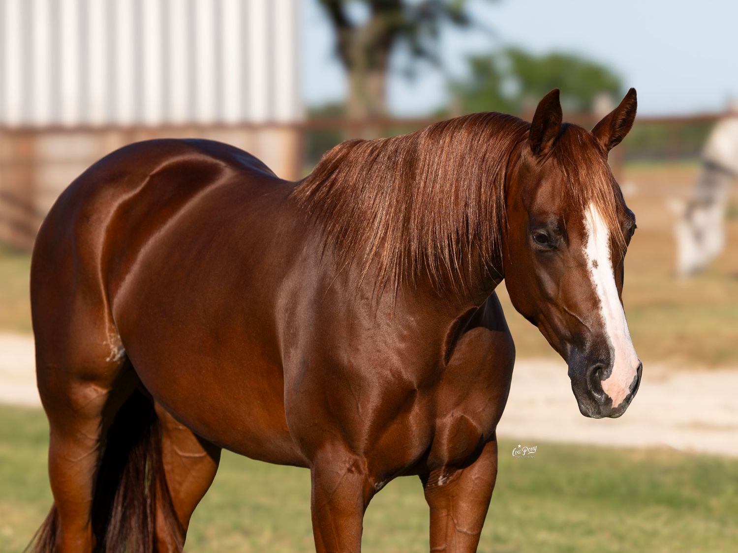 3/4 shot of a shiny sorrel horse with its ears up