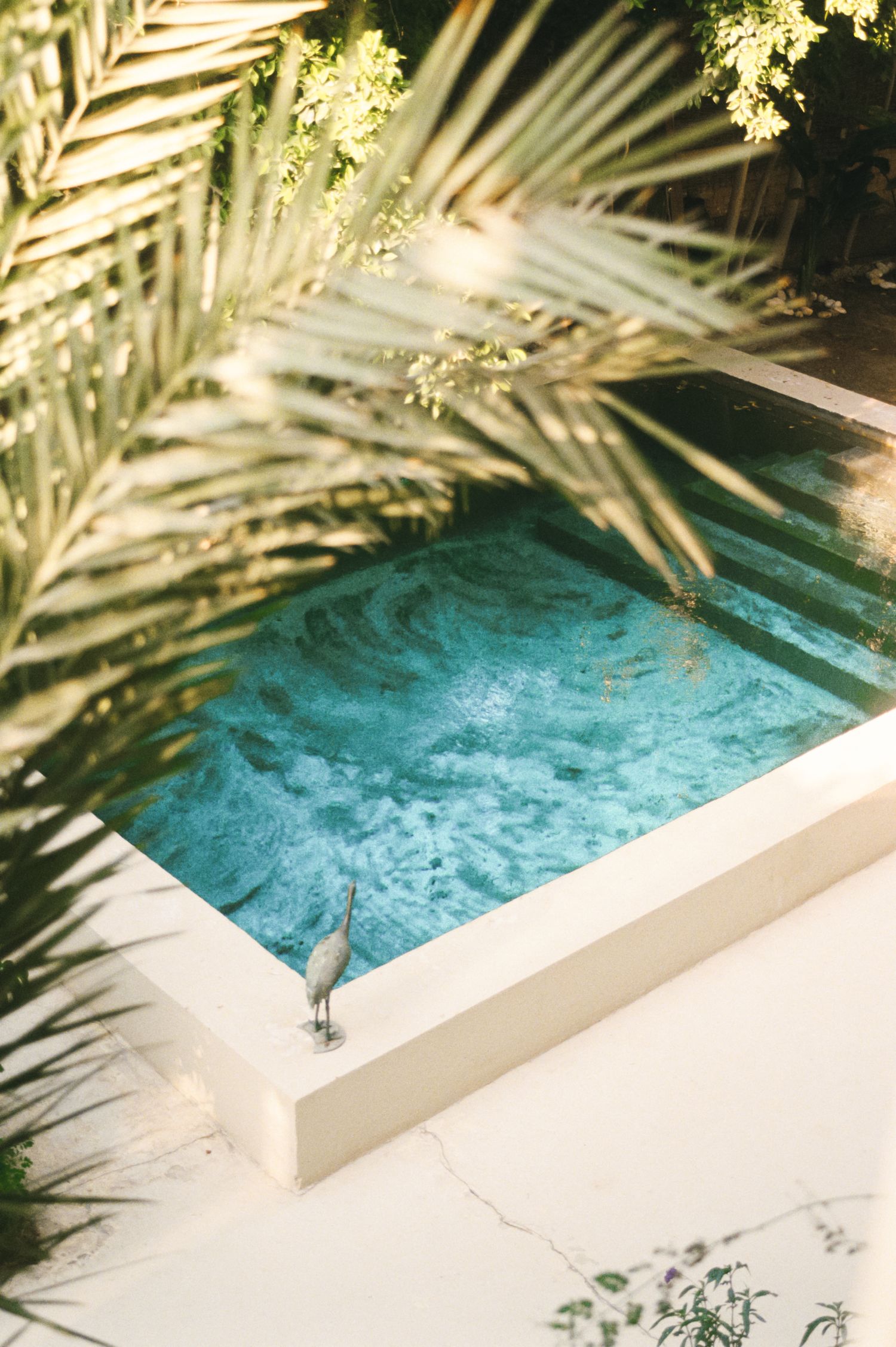 A pool in a lush garden in Egypt, surrounded by greenery and vibrant flowers. 35mm film photography