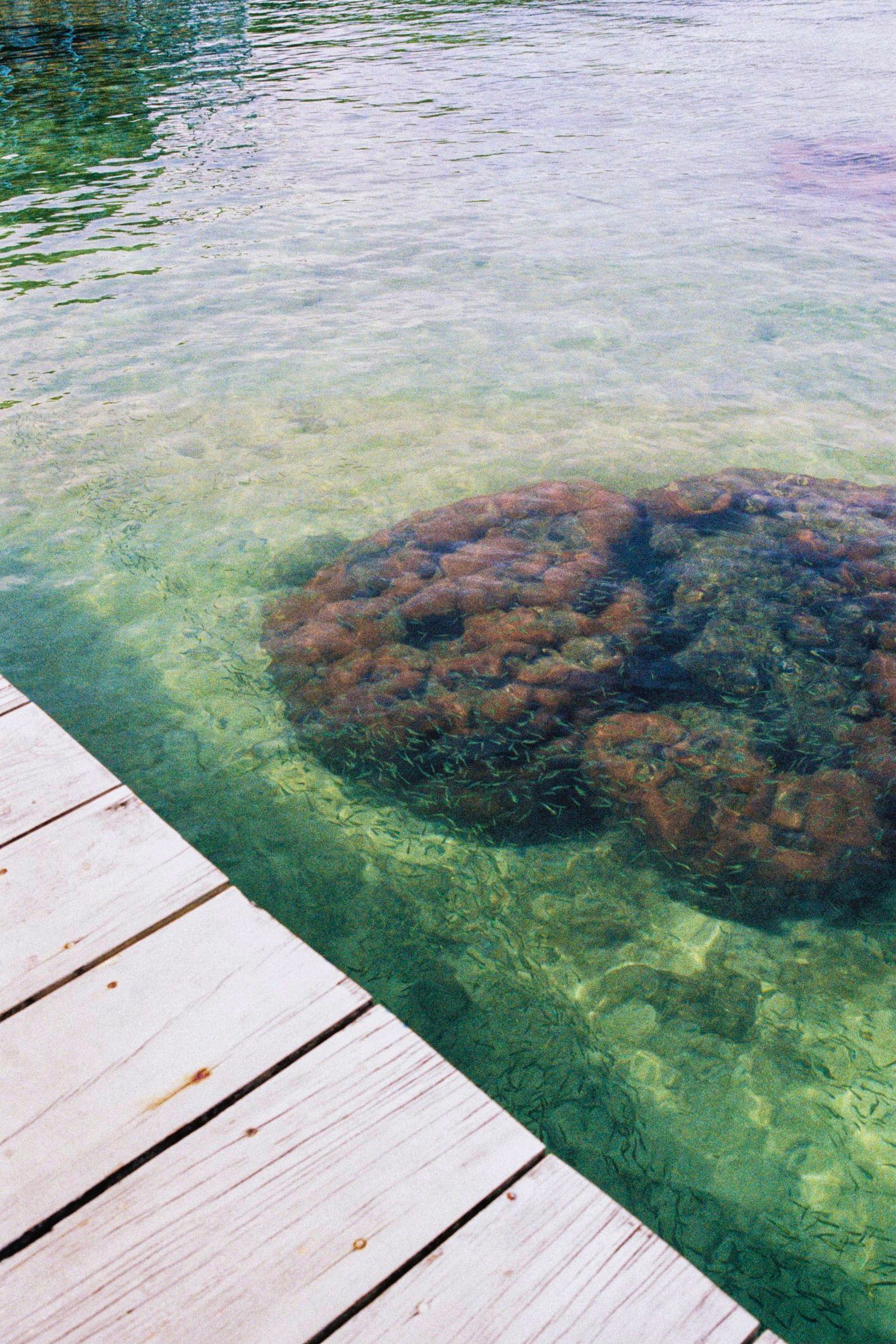 A shallow, clear body of greenish-turquoise water is visible, with a large, irregular coral or rock formation resting on the bottom. Panama