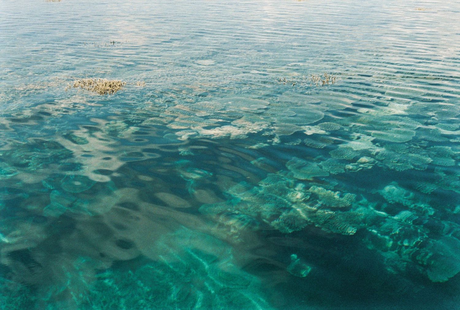 Clear water showcasing a vibrant coral reef in Mayotte, highlighting the underwater ecosystem's beauty and diversity. 35mm film photography