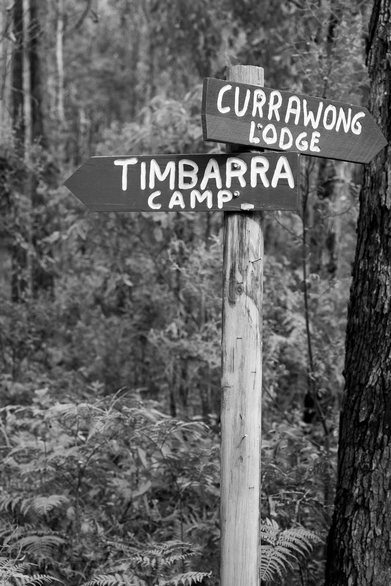 Black and white wooden directional sign post in forest pointing to Currawong Lodge and Timbarra Camp among ferns.