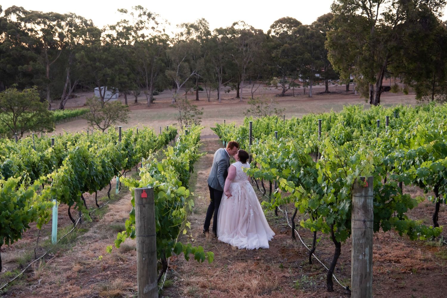 A romantic wedding portrait in a vineyard at sunset with grapevines and eucalyptus trees in the background.