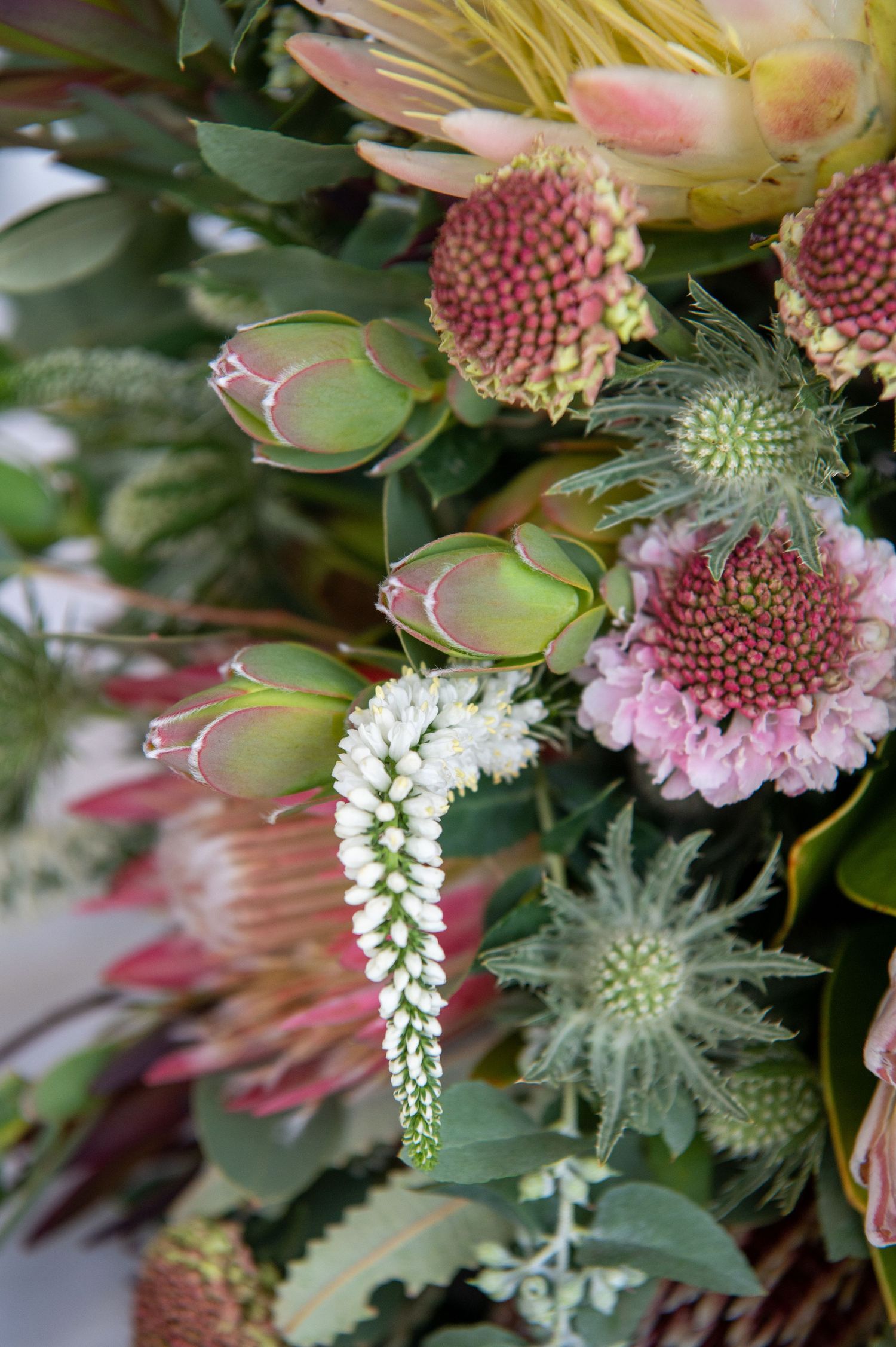 A close-up arrangement of pink protea flowers with green buds and white delicate floral accents.