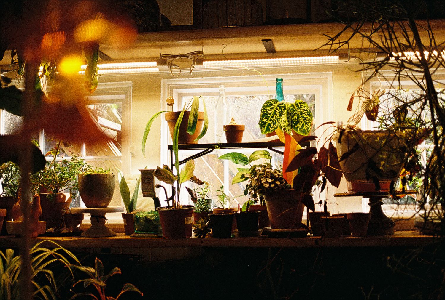 Indoor plants displayed on shelves under fluorescent grow lights in a cozy home greenhouse setting.