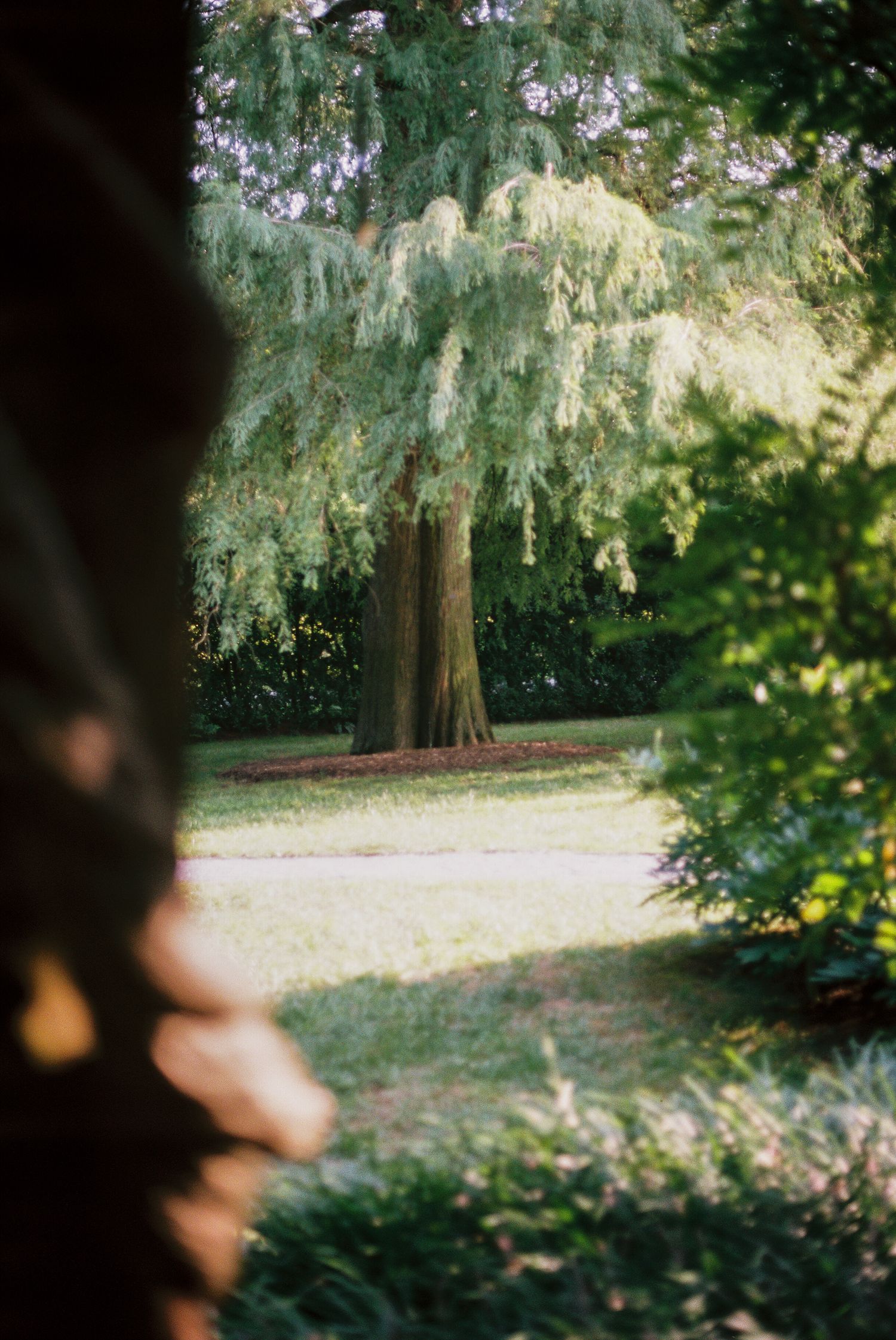 Sunlit weeping evergreen tree in lush green park garden viewed through foliage frame.