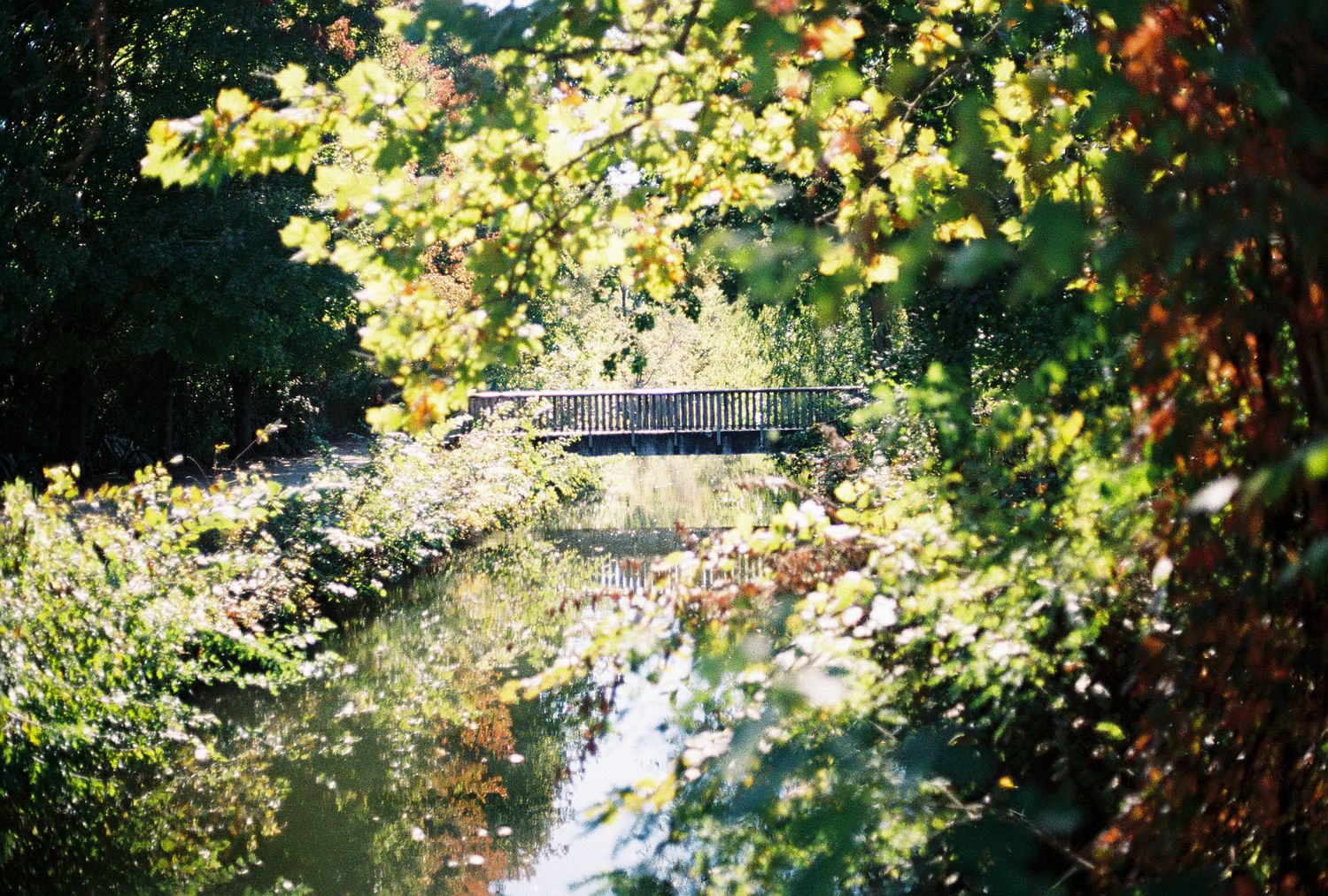 A wooden bridge over a calm stream surrounded by lush green autumn foliage in a park.