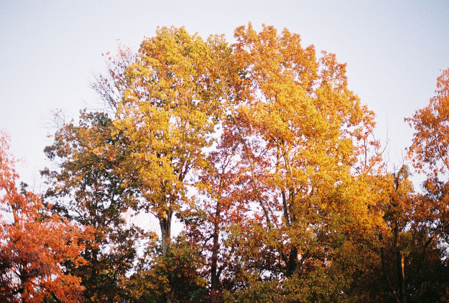 Vibrant autumn trees displaying yellow, orange, and red fall foliage against a clear sky.