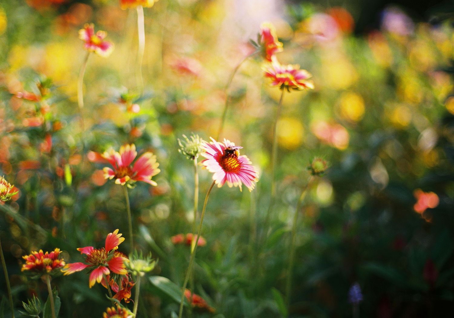 Colorful wildflower meadow with red and orange blooms in warm sunlit garden setting.