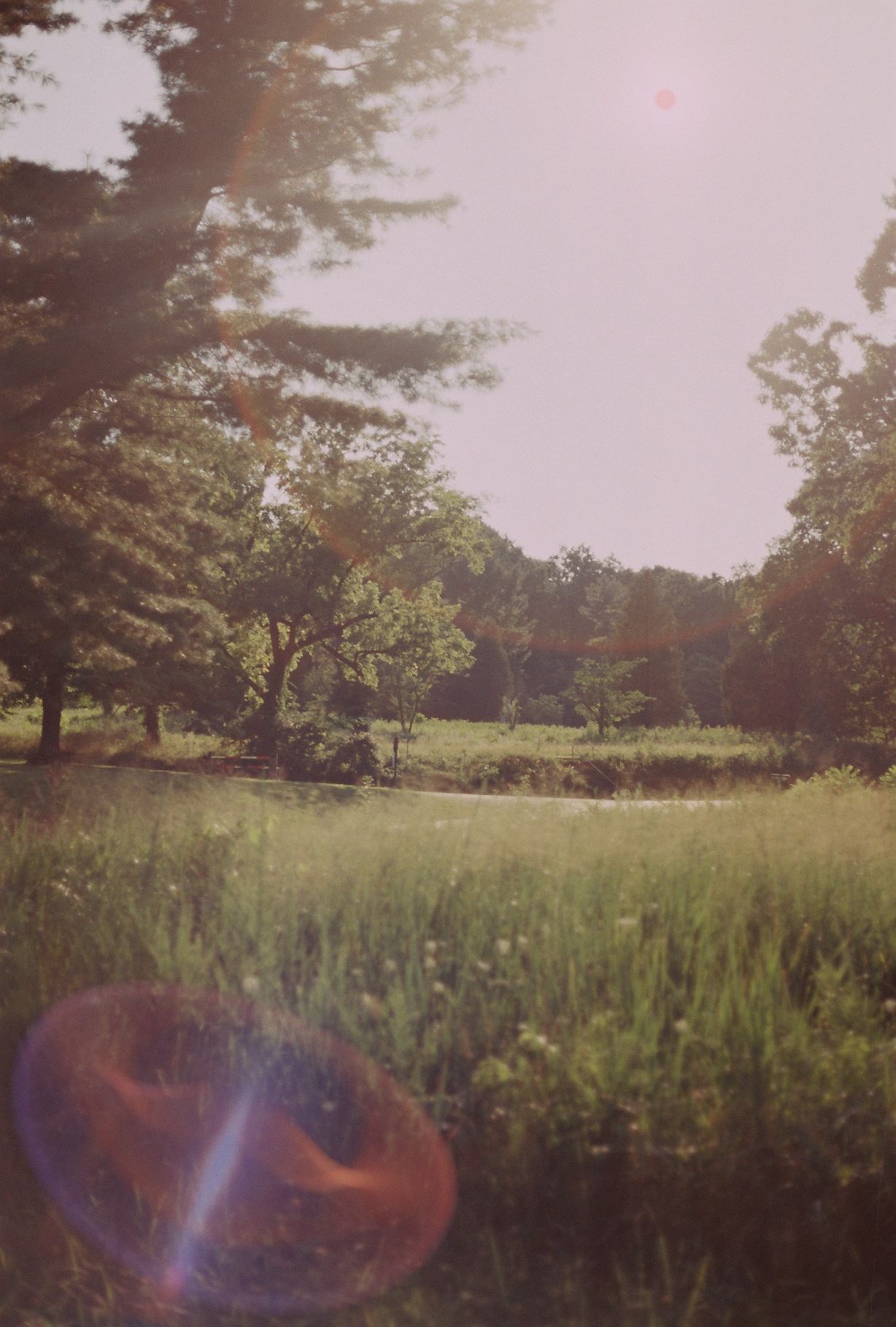 Sunlit green meadow with lush trees and lens flare effect in a serene park landscape on a bright summer day.