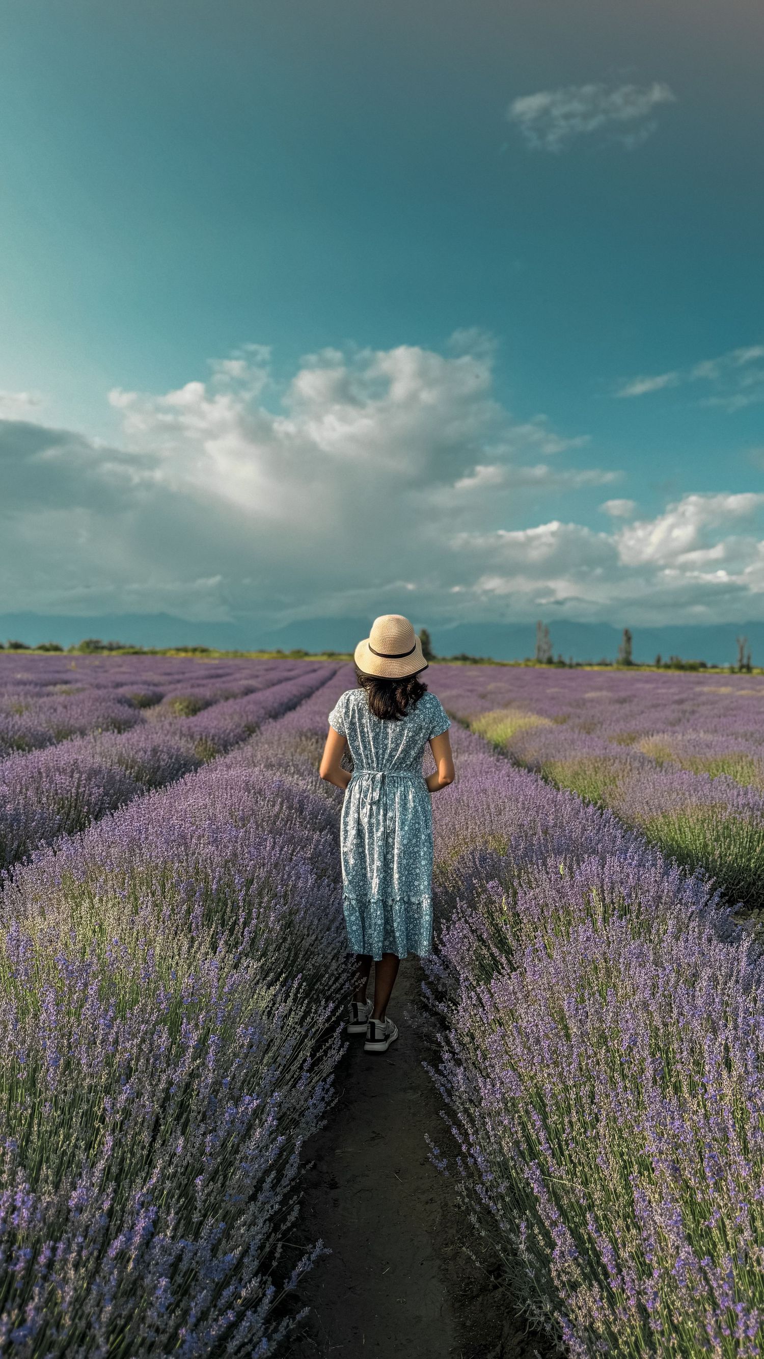 Person in blue dress and straw hat walks through vibrant purple lavender field under blue sky.