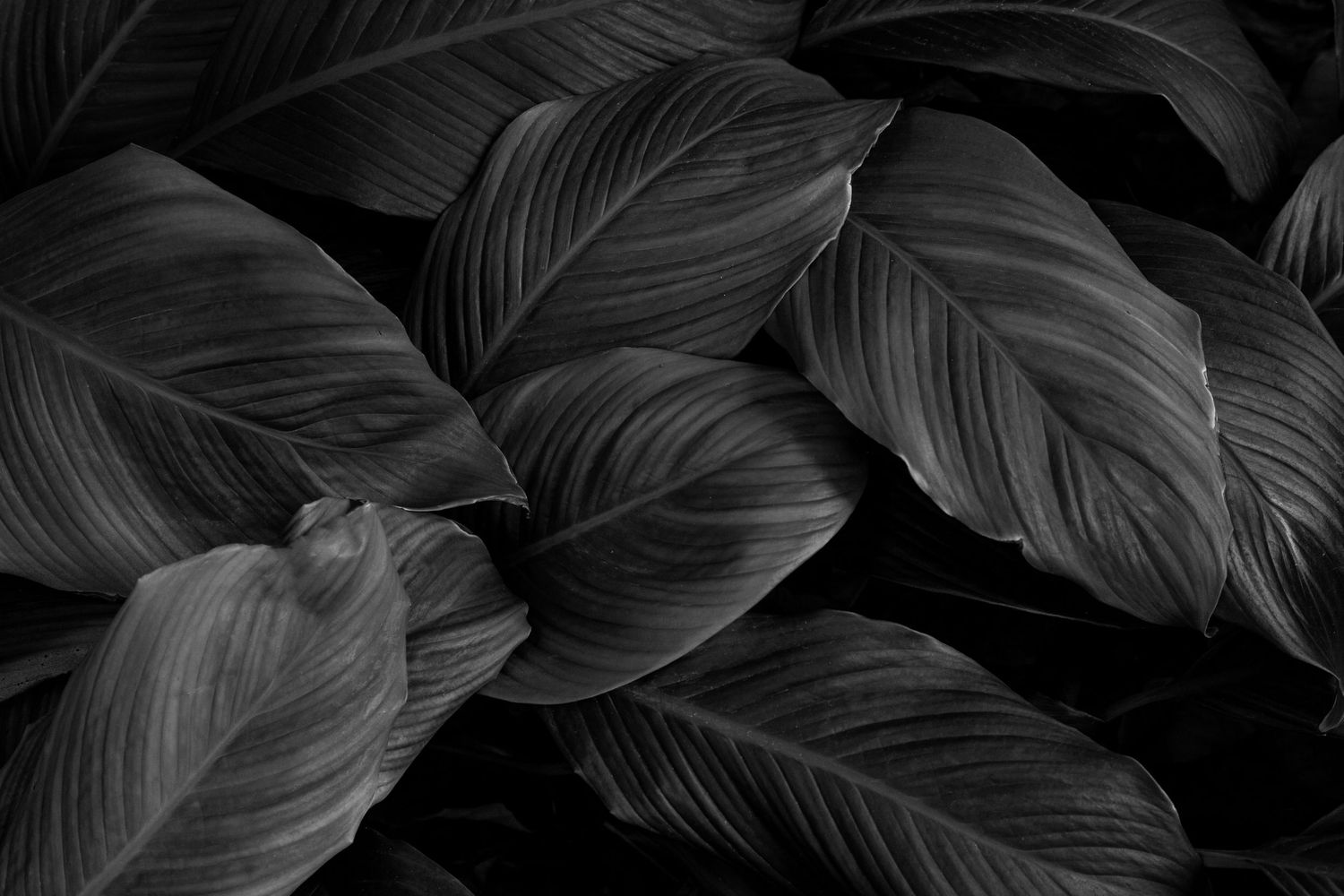 Large tropical leaves create a dramatic black and white pattern against a dark background.