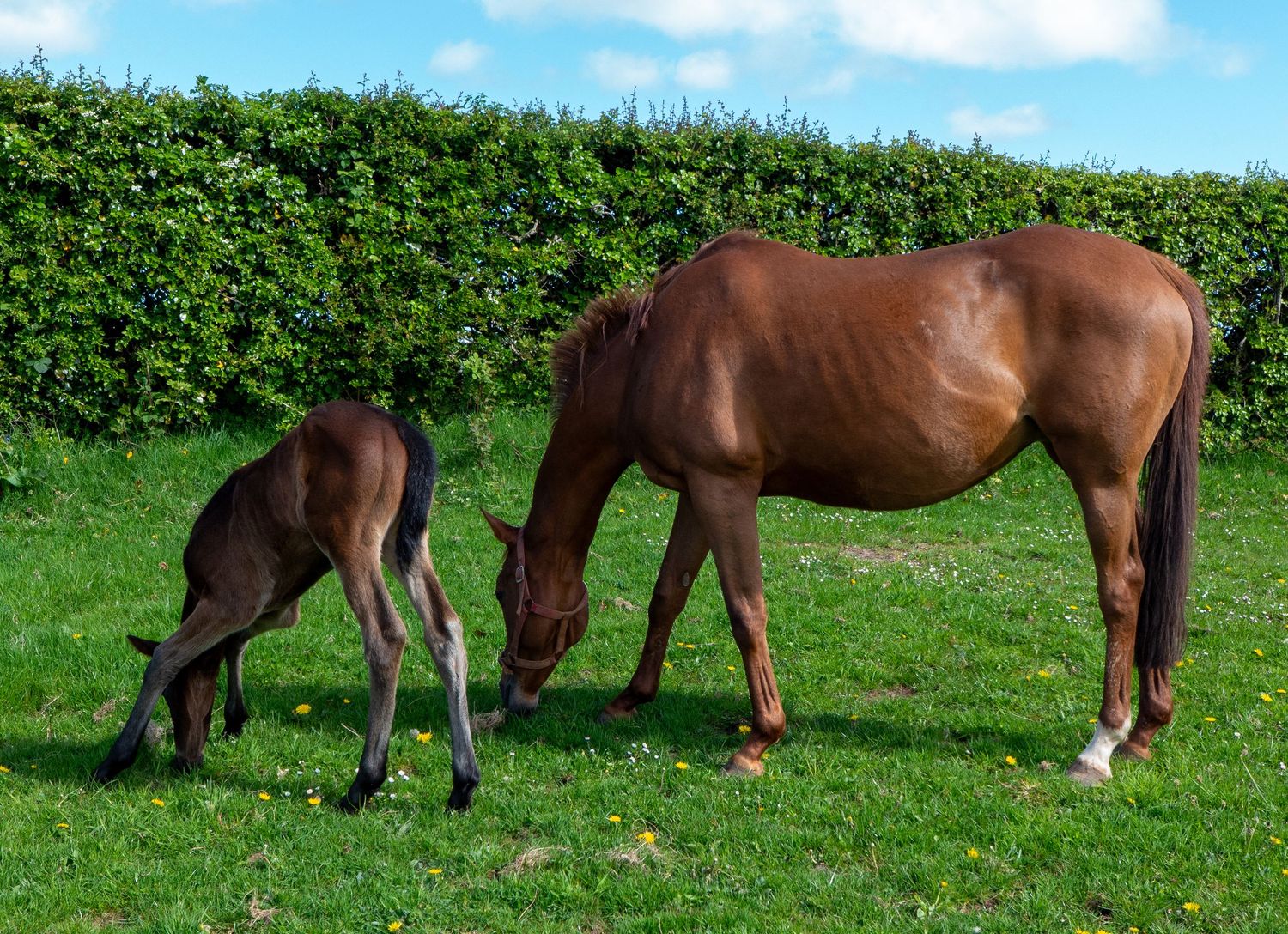 Foal with mum trying to eat grass