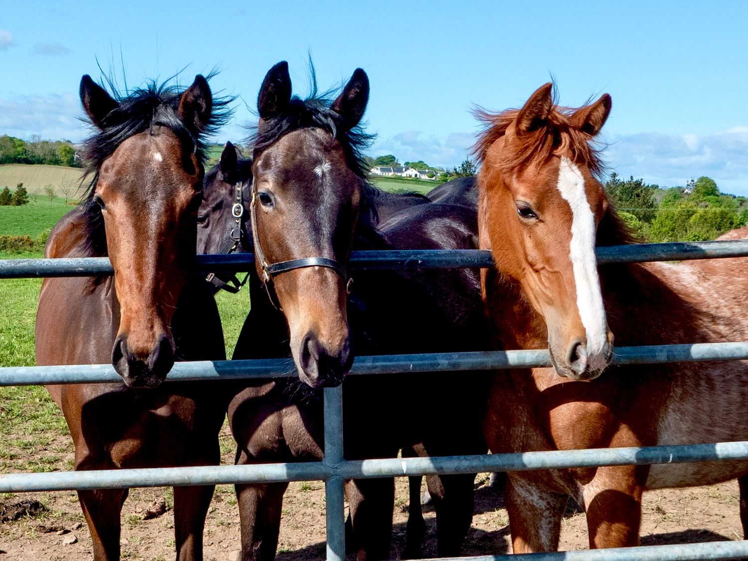 Young horses