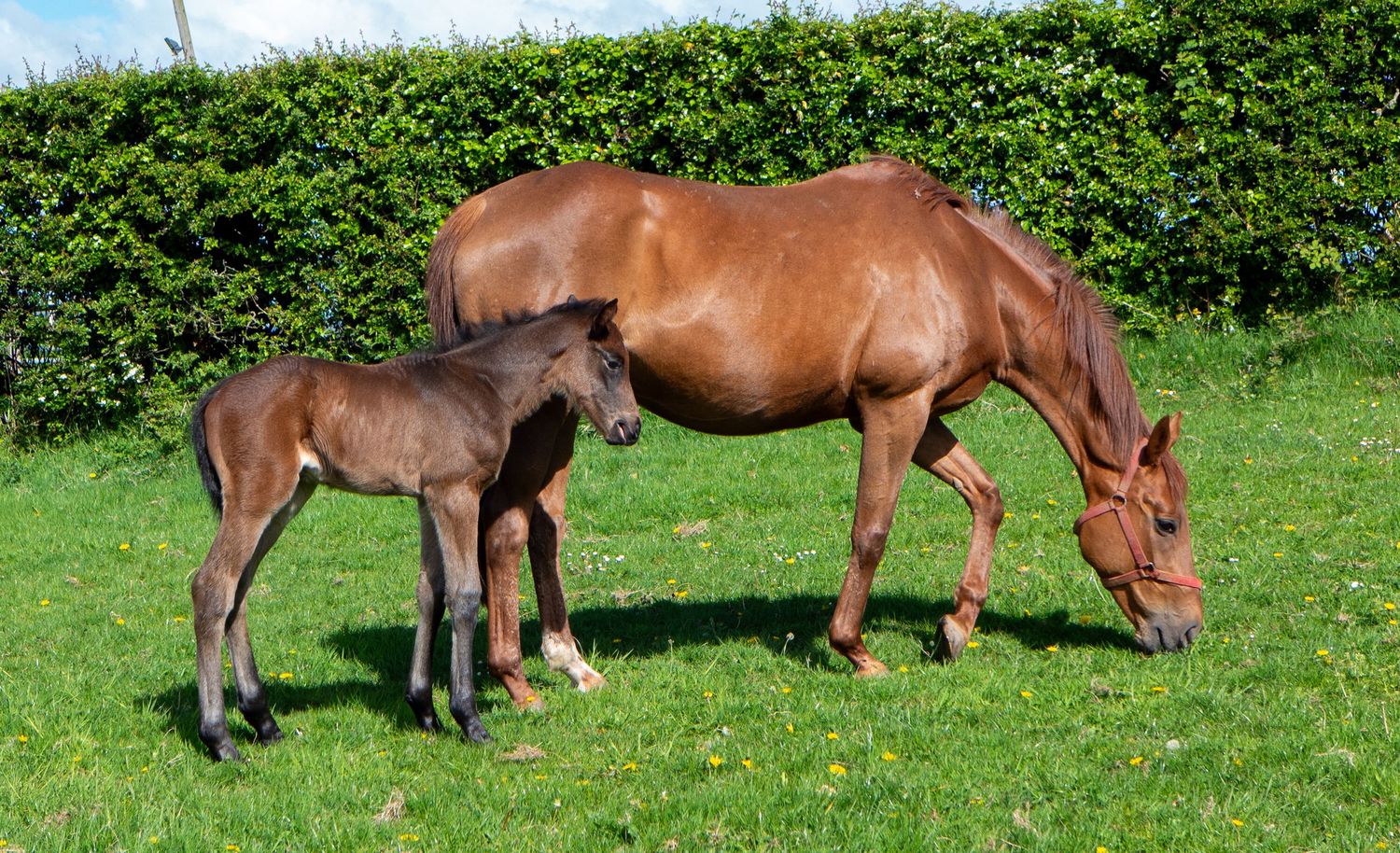 Mare and foal