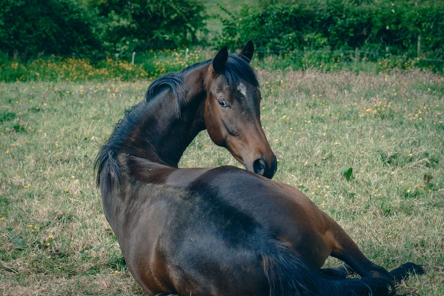 Horse relaxing
