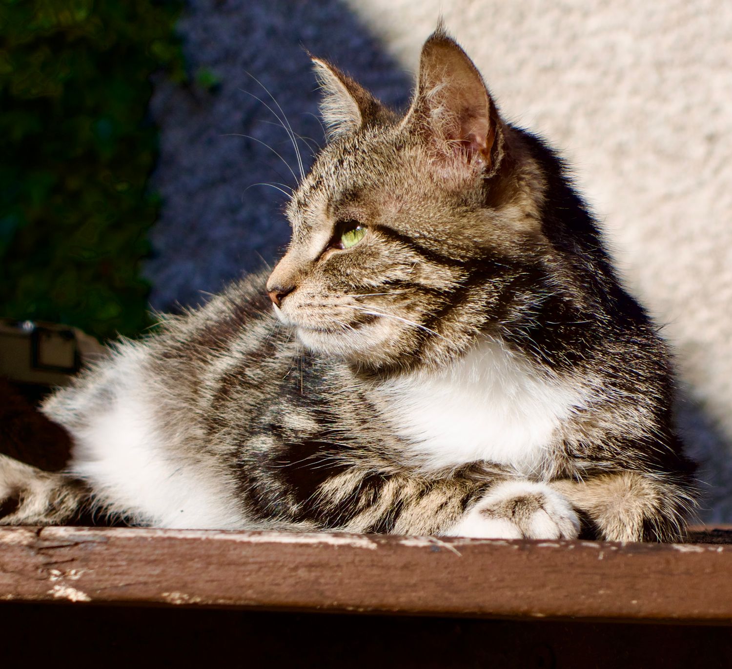cats