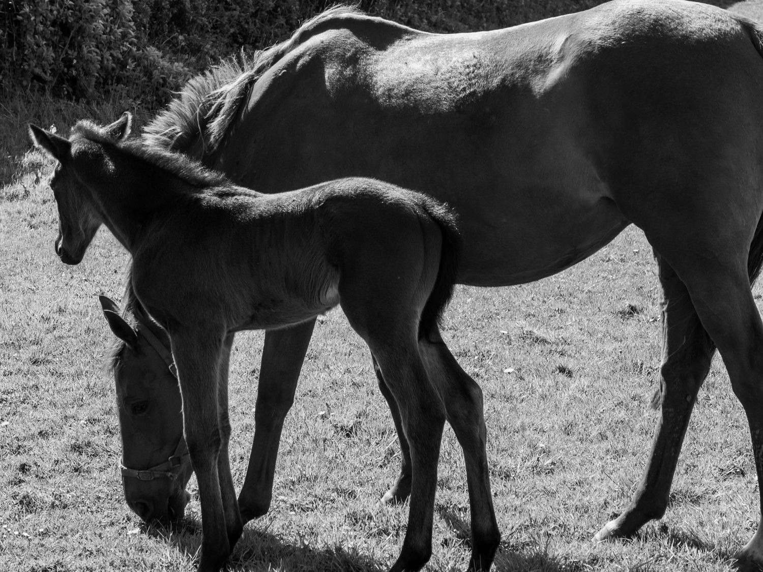 Mare and foal