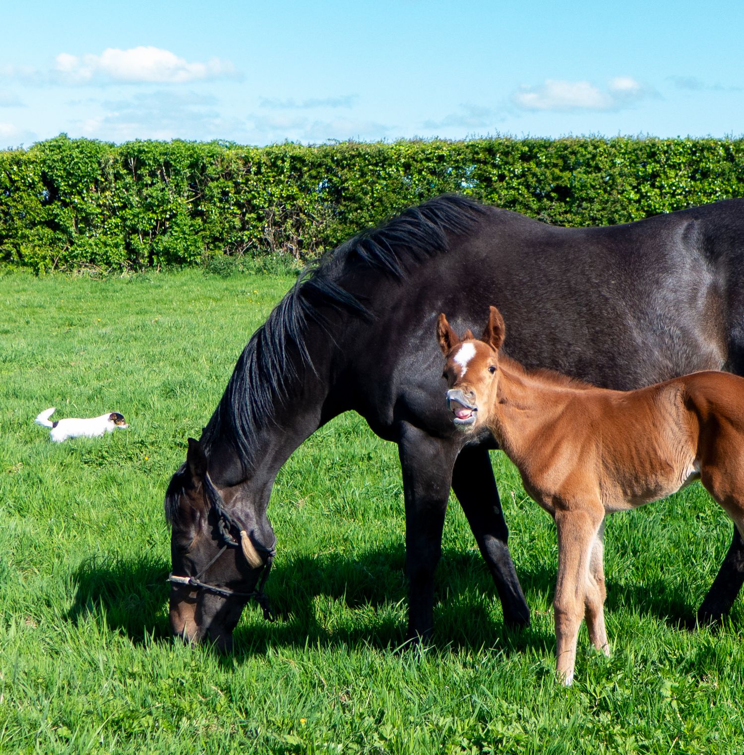 Funny mare and foal