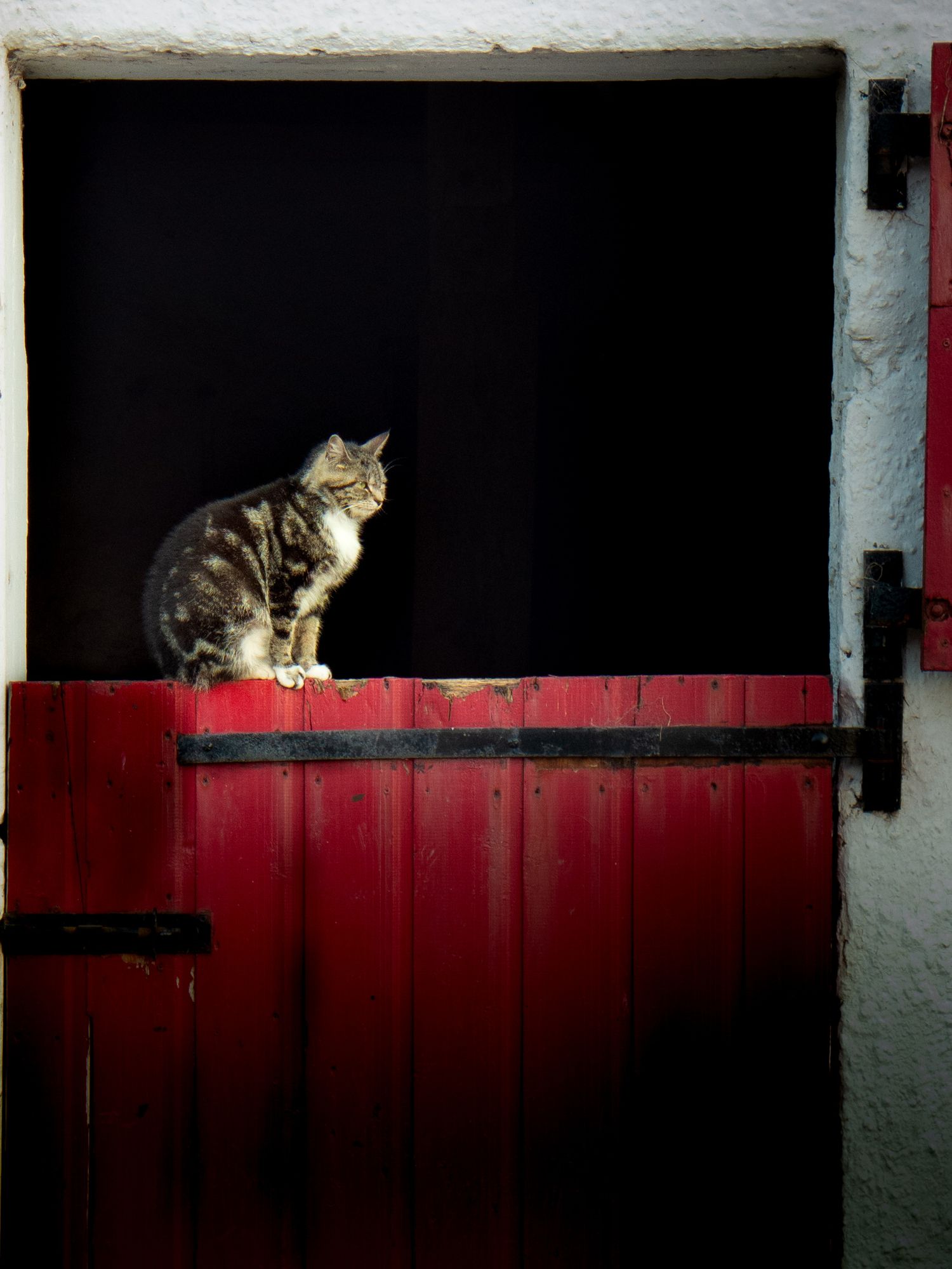 Cat on a stable door