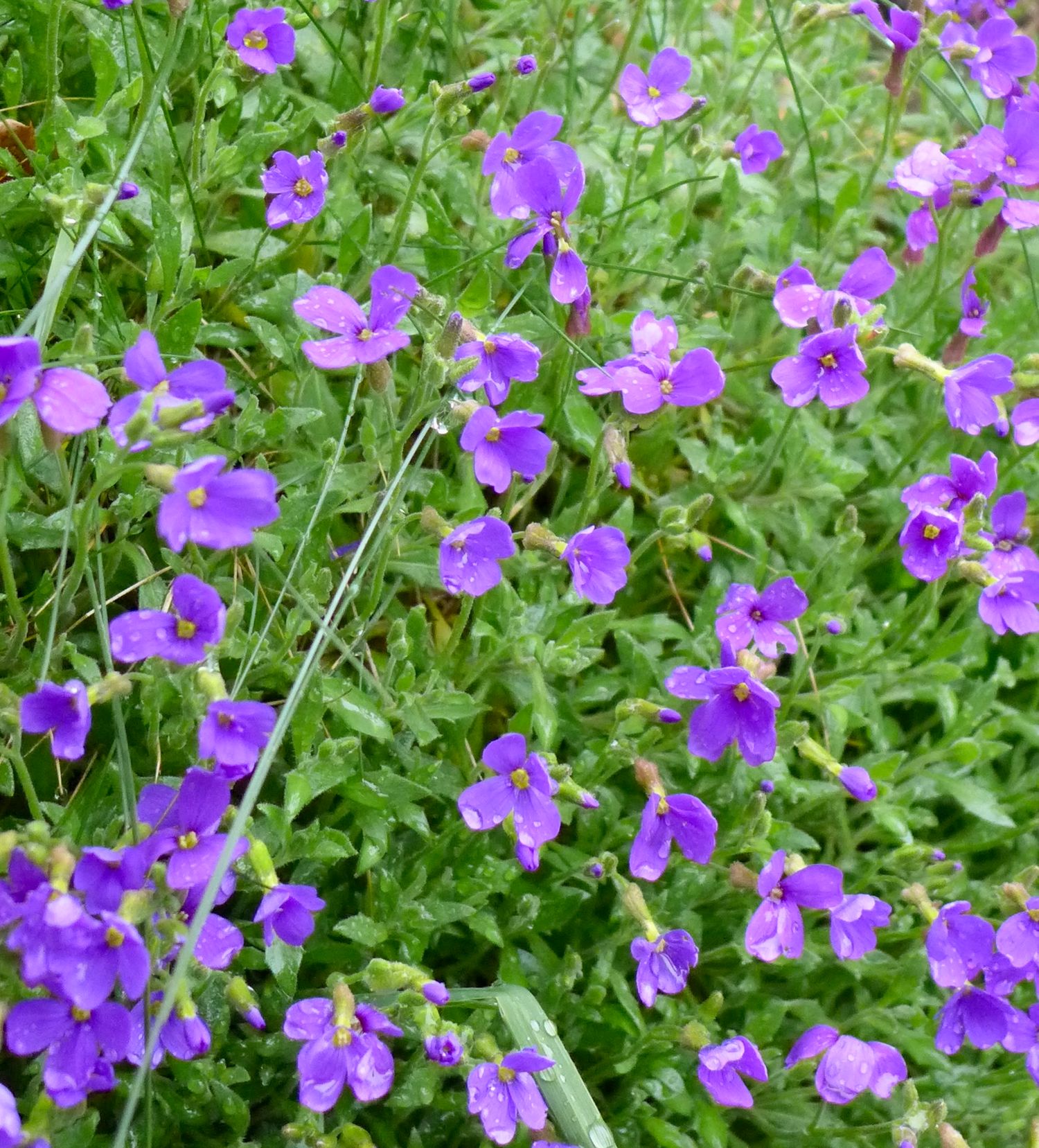 Floweres